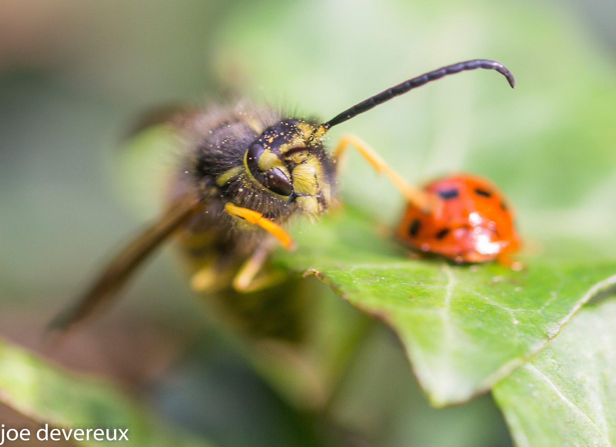 Sigma 105mm F2.8 EX DG OS HSM sample photo. Wasp photography