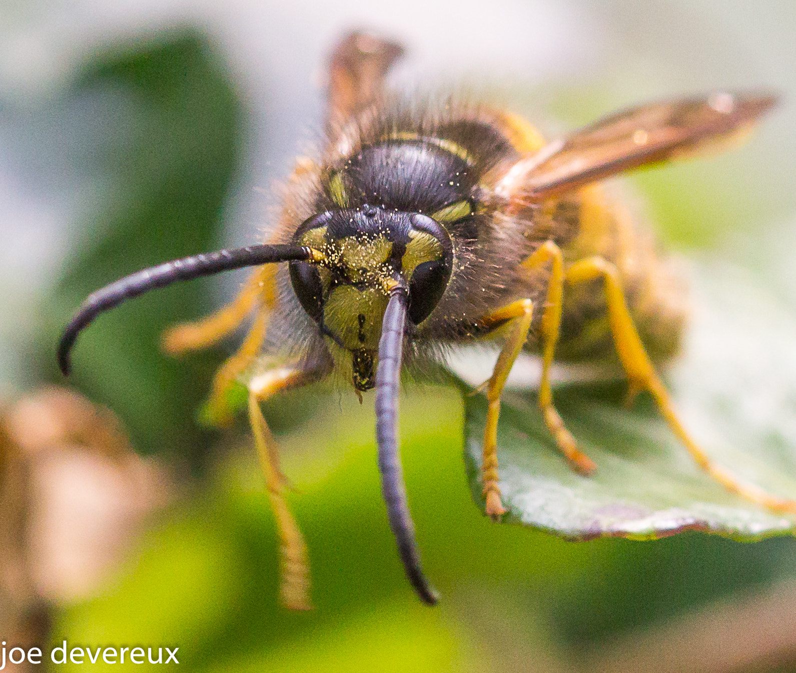 Sigma 105mm F2.8 EX DG OS HSM sample photo. Wasp photography