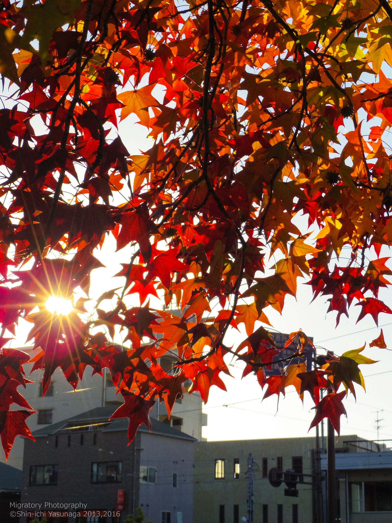 Pentax Q sample photo. Autumn landscapes in matsuyama city,japan. photography