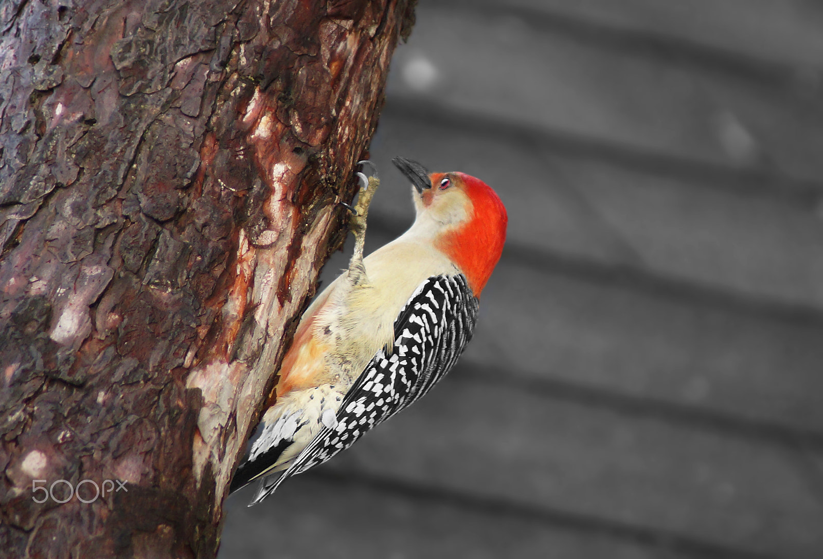 Sony SLT-A37 + Sony 75-300mm F4.5-5.6 sample photo. Red bellied woodpecker photography