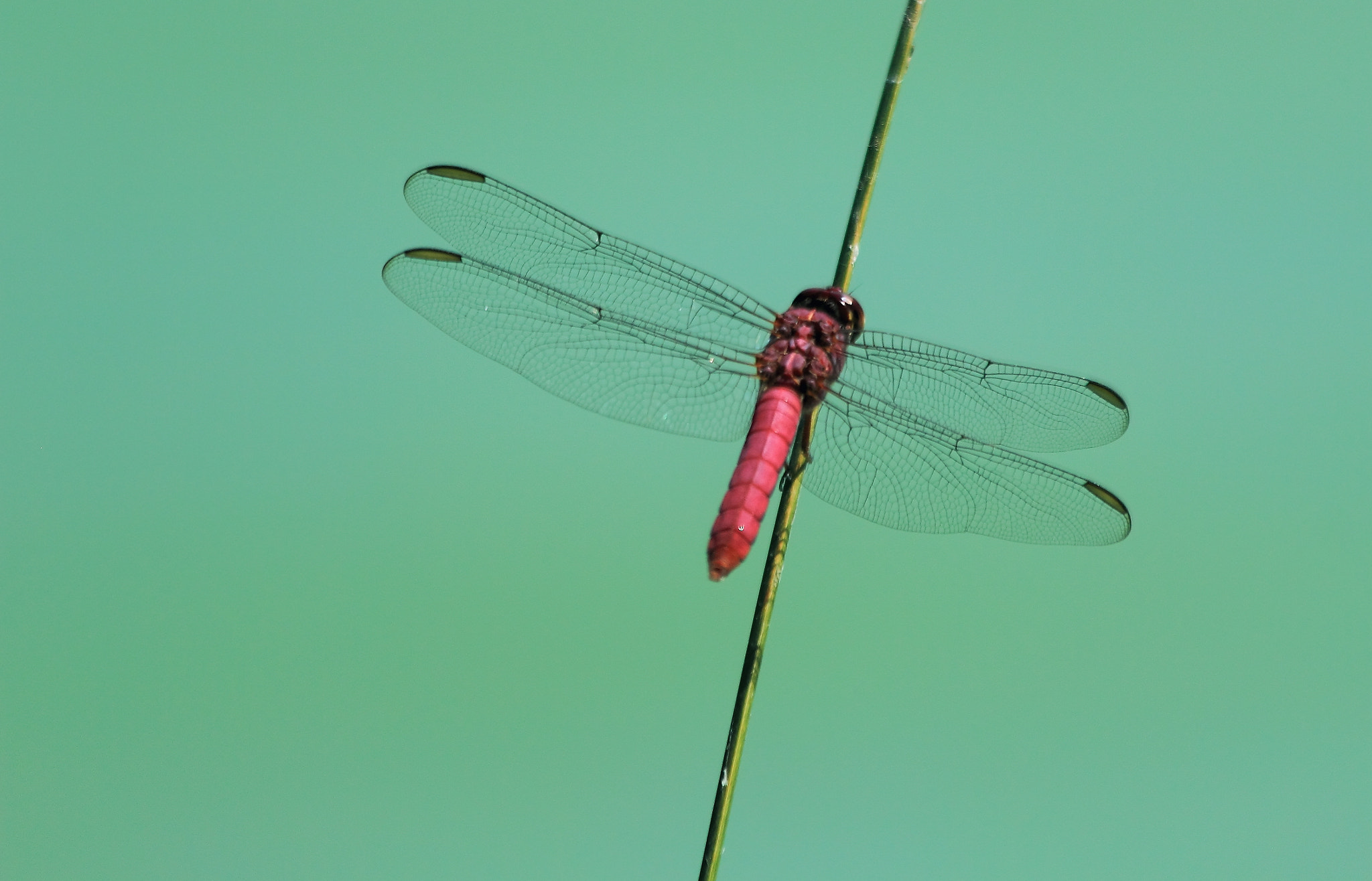 Canon EF 70-300mm F4-5.6 IS USM sample photo. Pink photography