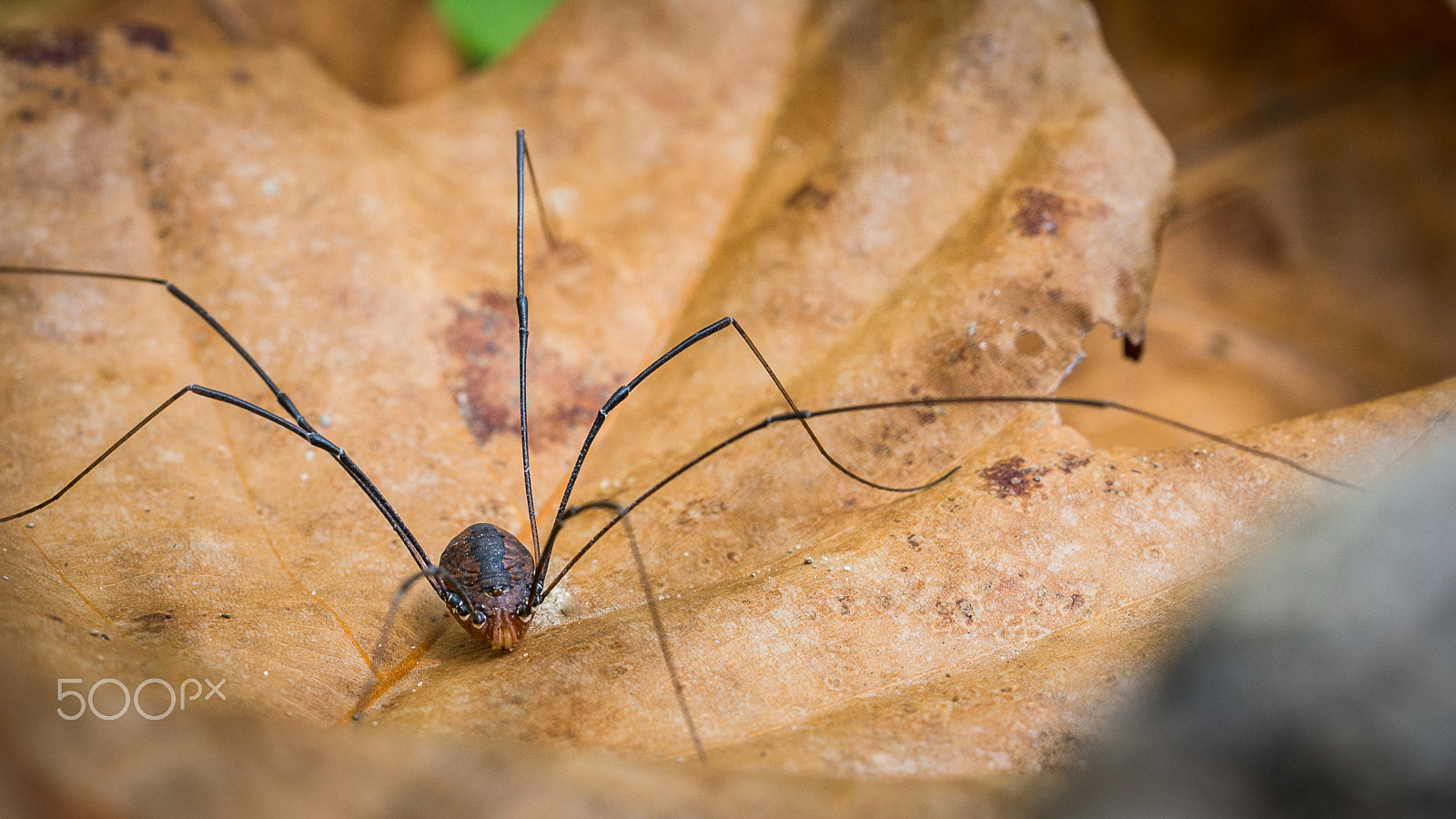 Nikon D600 sample photo. Insect photography