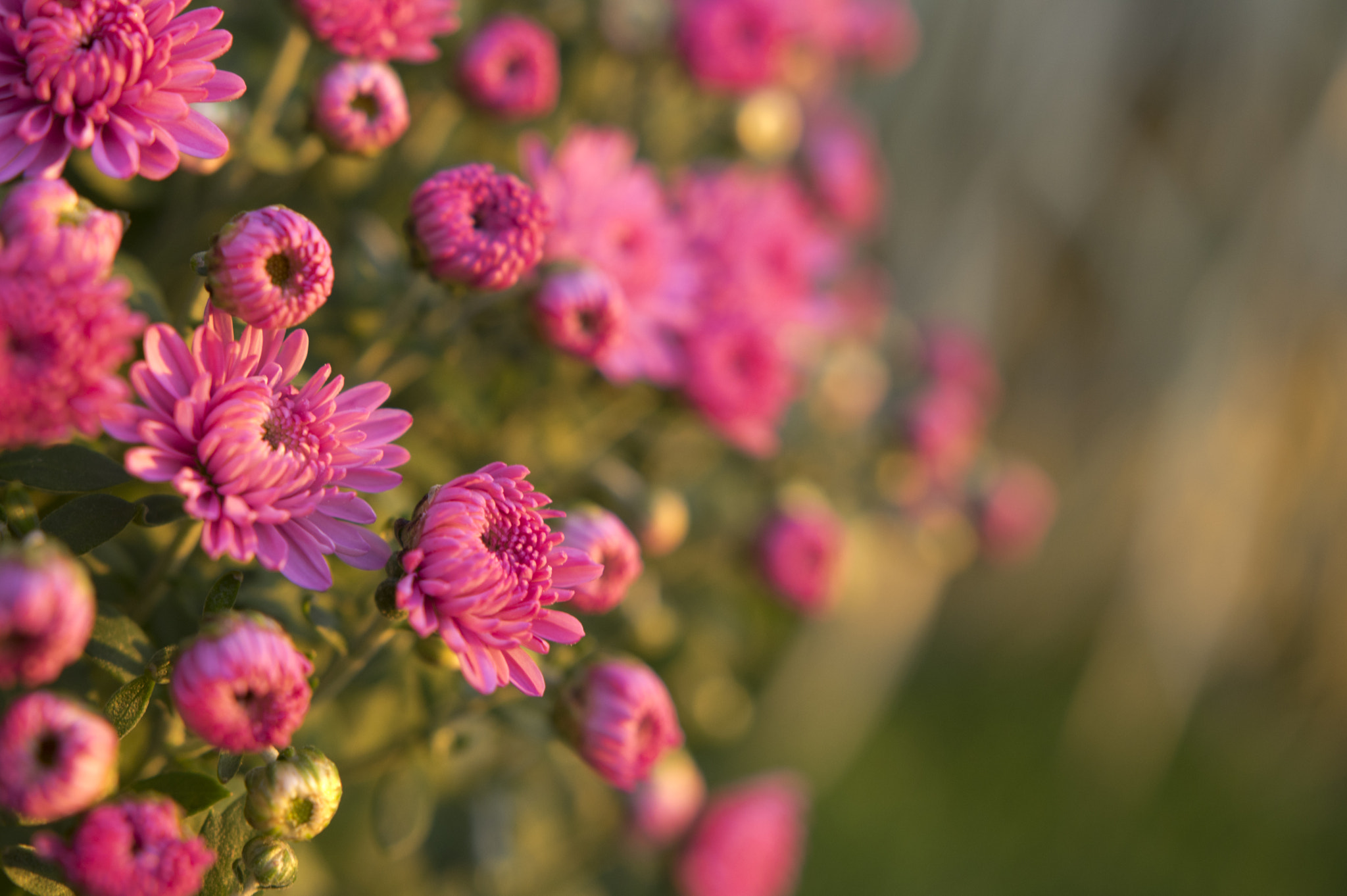 Pentax K-3 + Sigma 18-35mm F1.8 DC HSM Art sample photo. Mums photography