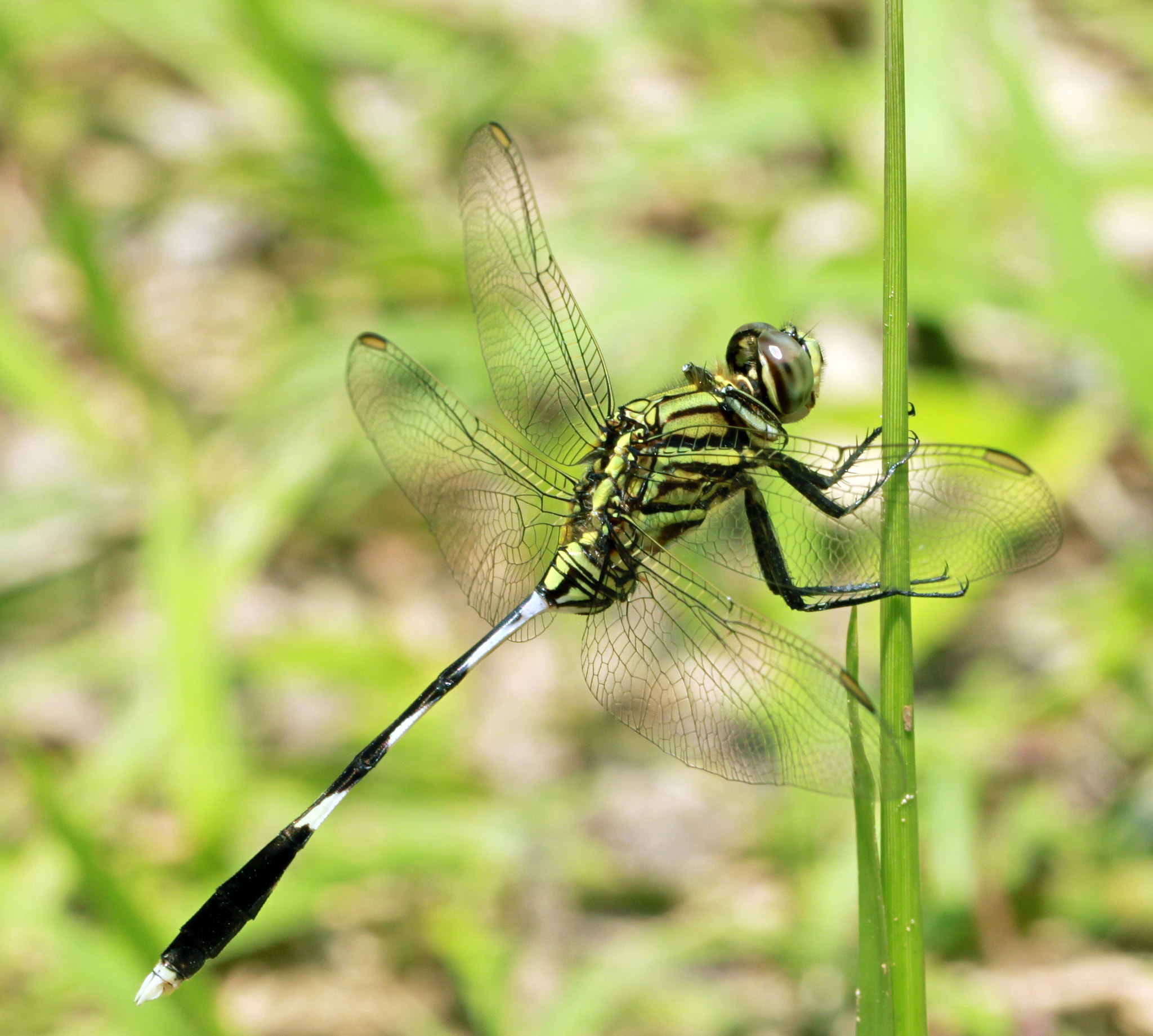 Canon EF 100mm F2.8L Macro IS USM sample photo. Daa o photography