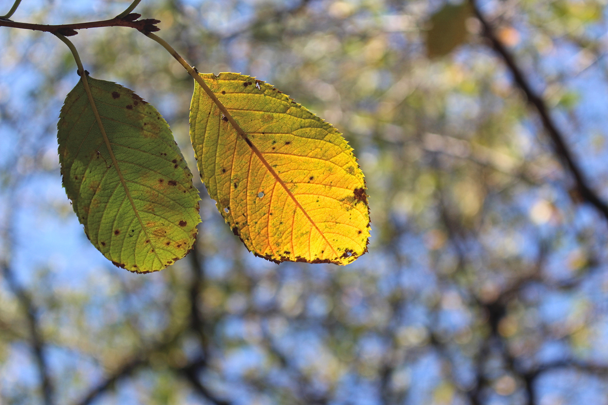 Canon EOS 700D (EOS Rebel T5i / EOS Kiss X7i) sample photo. Autumn colors photography