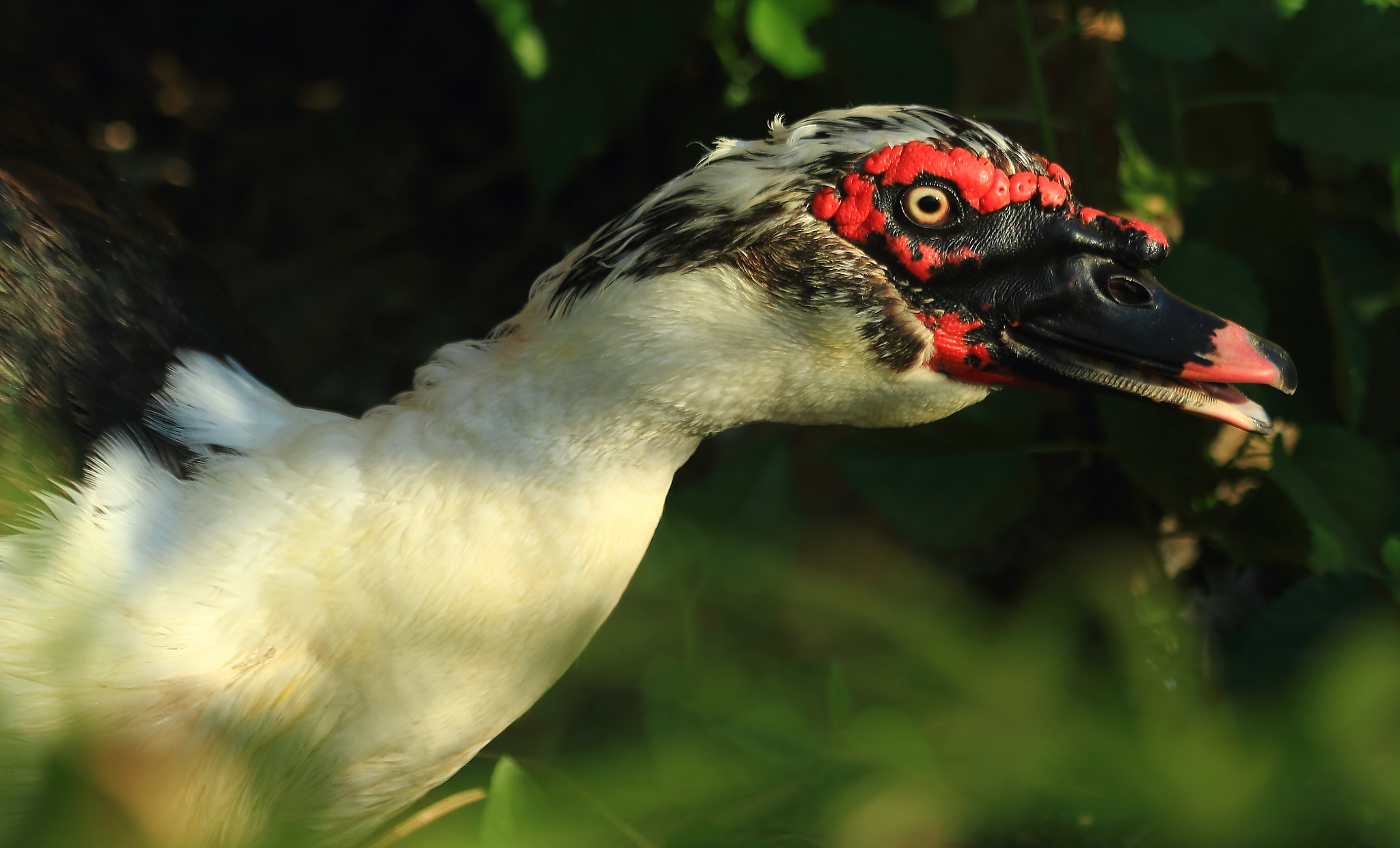 Canon EF 70-300mm F4-5.6 IS USM sample photo. Another duck photography