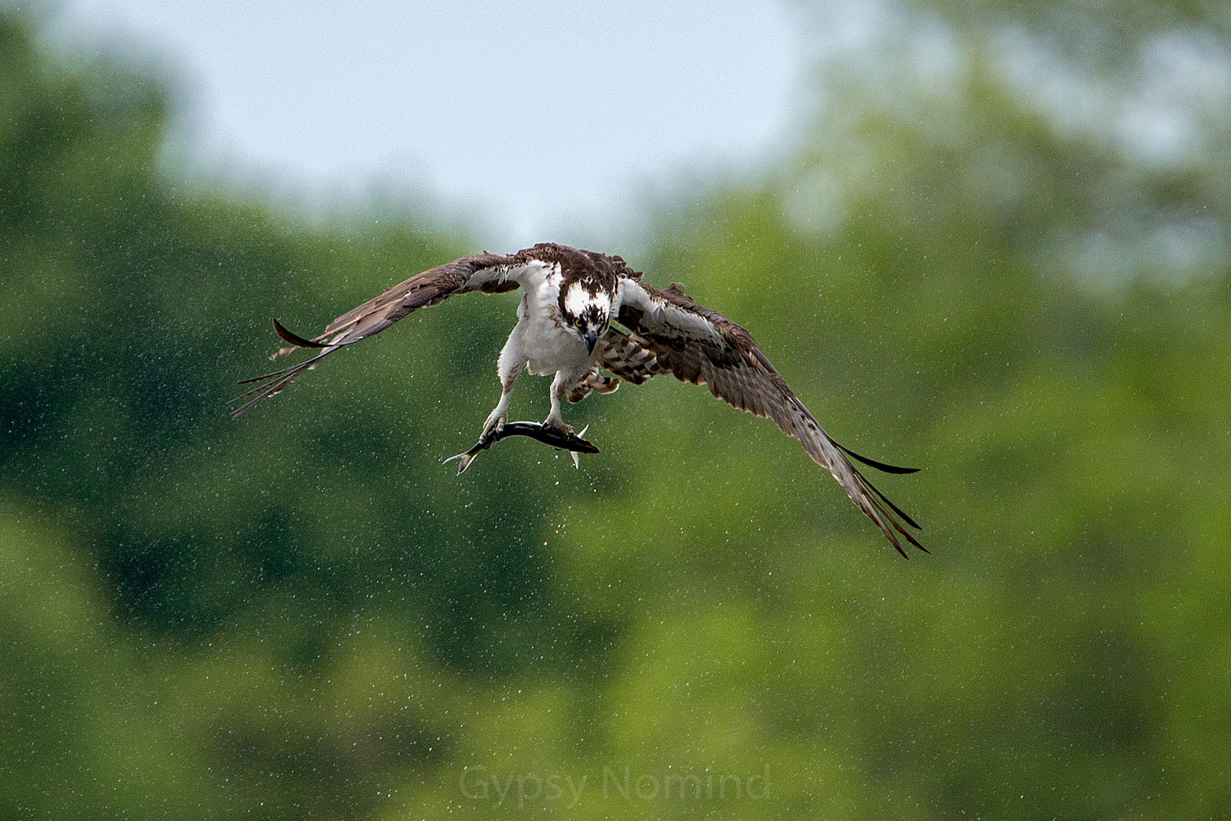 Canon EF 500mm F4L IS USM sample photo. Hunting in the rain..... photography