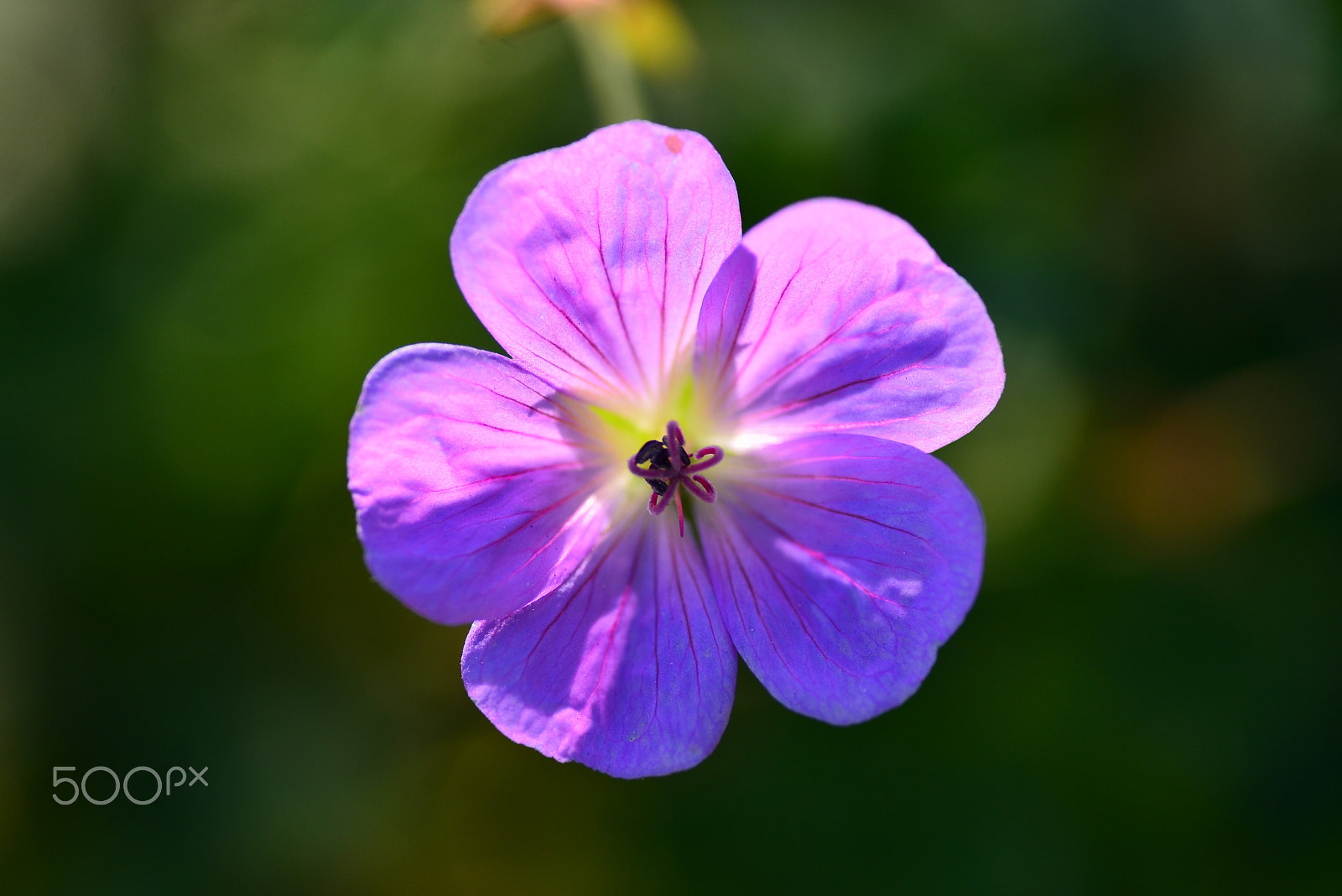 Nikon D600 sample photo. Sun  shines photography