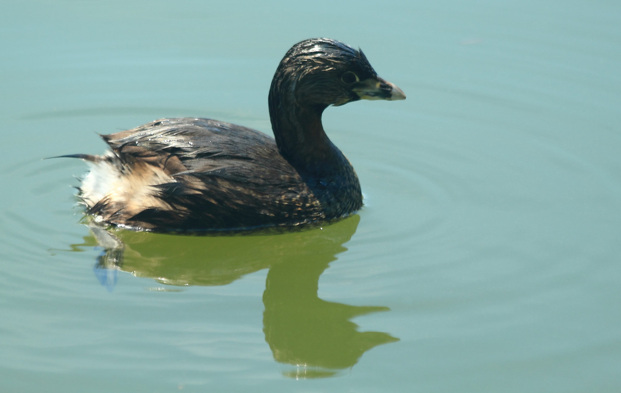 Canon EF 70-300mm F4-5.6 IS USM sample photo. Pied-billed grebe photography