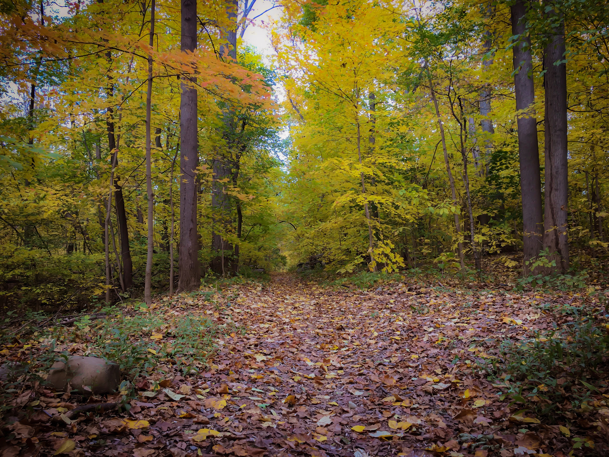 Moment Wide 18mm sample photo. Bronx autumn photography