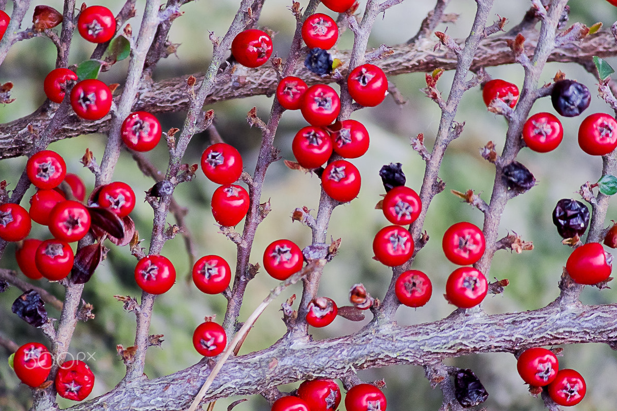 Canon EOS 100D (EOS Rebel SL1 / EOS Kiss X7) sample photo. Close-up of berries photography