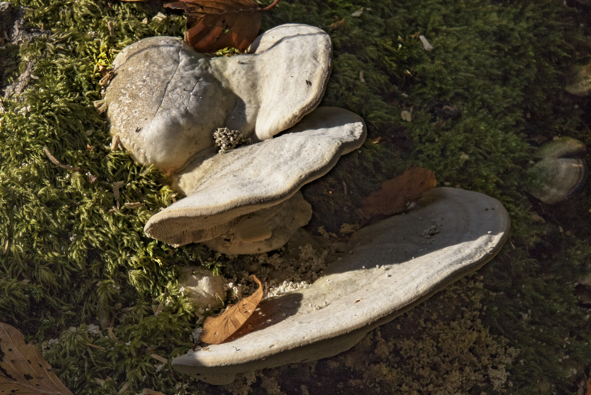 Canon EOS 750D (EOS Rebel T6i / EOS Kiss X8i) sample photo. Oak maze fungus daedalea quercina photography