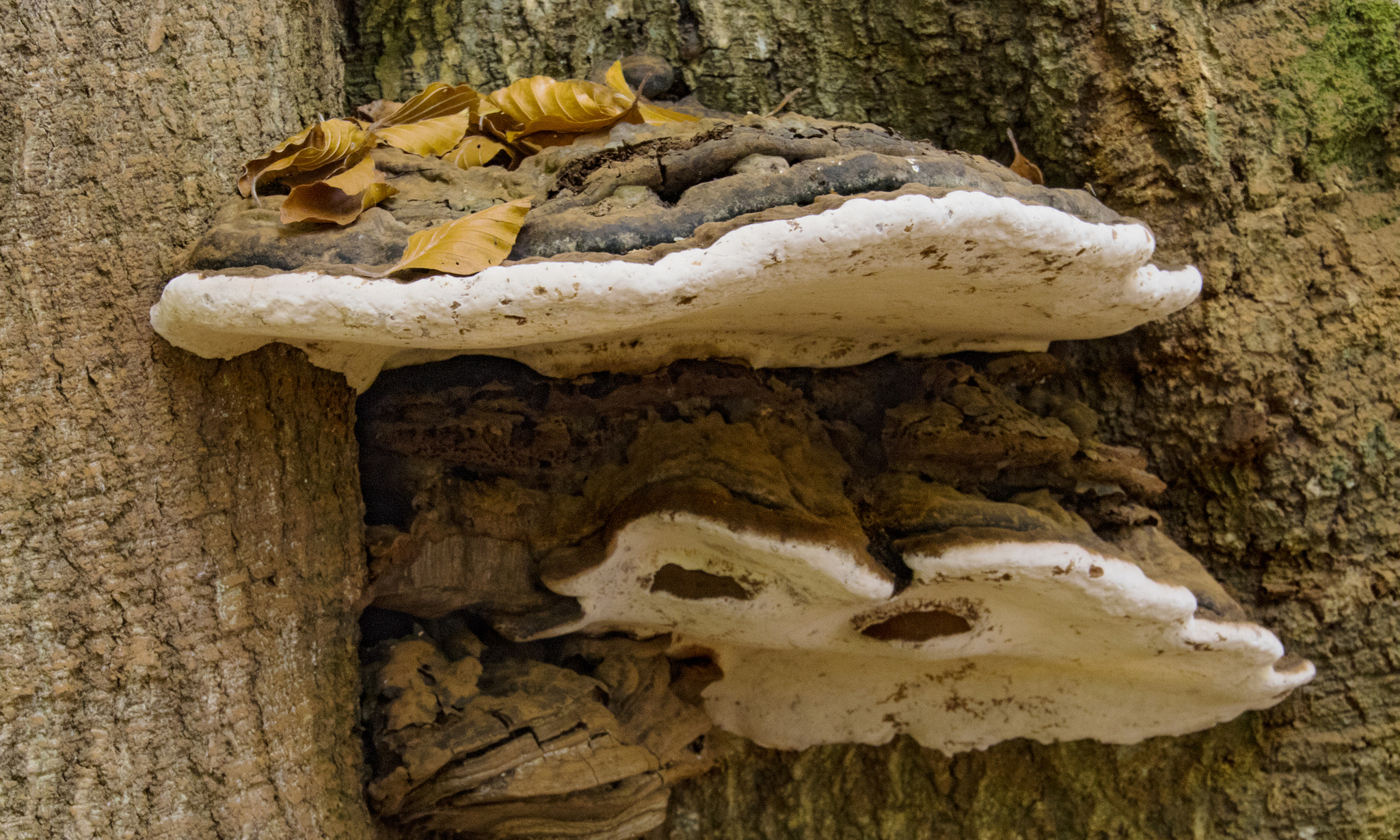 Canon EOS 750D (EOS Rebel T6i / EOS Kiss X8i) sample photo. Southern bracket ganoderma adspersum photography