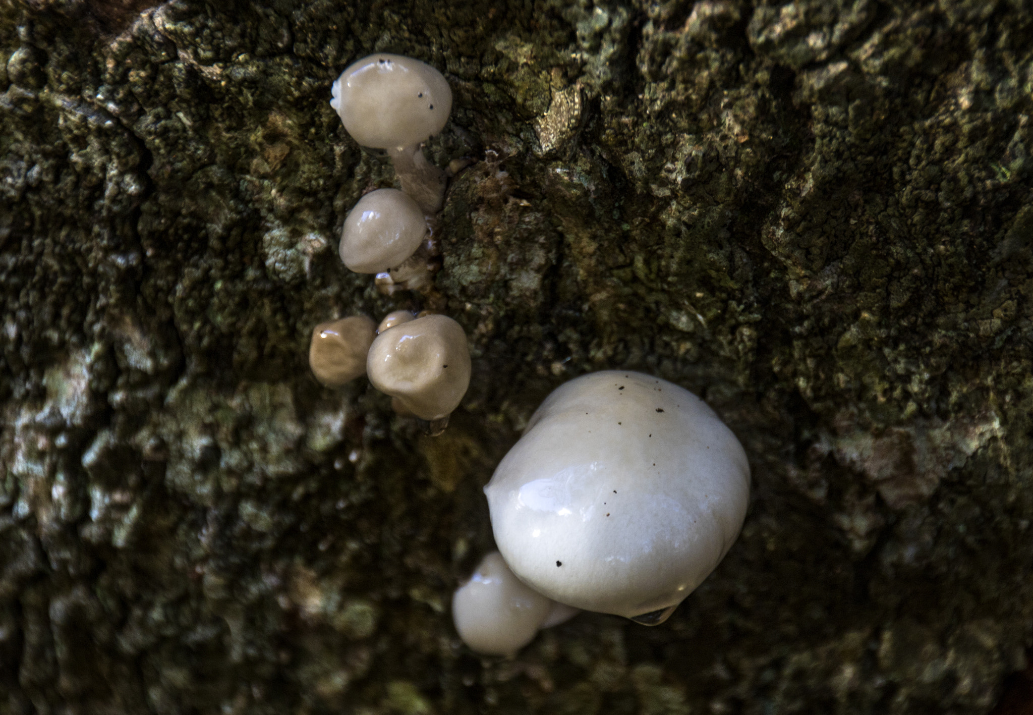 Canon EOS 750D (EOS Rebel T6i / EOS Kiss X8i) sample photo. Toadstools on a tree photography
