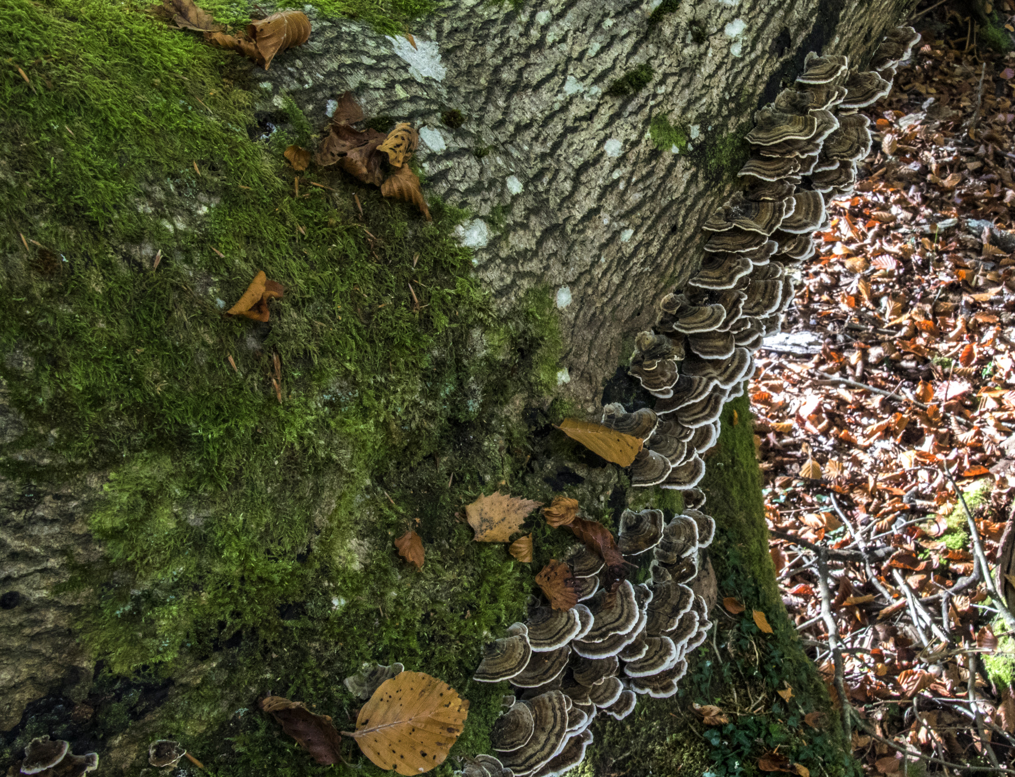 Canon EOS 750D (EOS Rebel T6i / EOS Kiss X8i) sample photo. Turkeytail fungus trametes versicolor photography