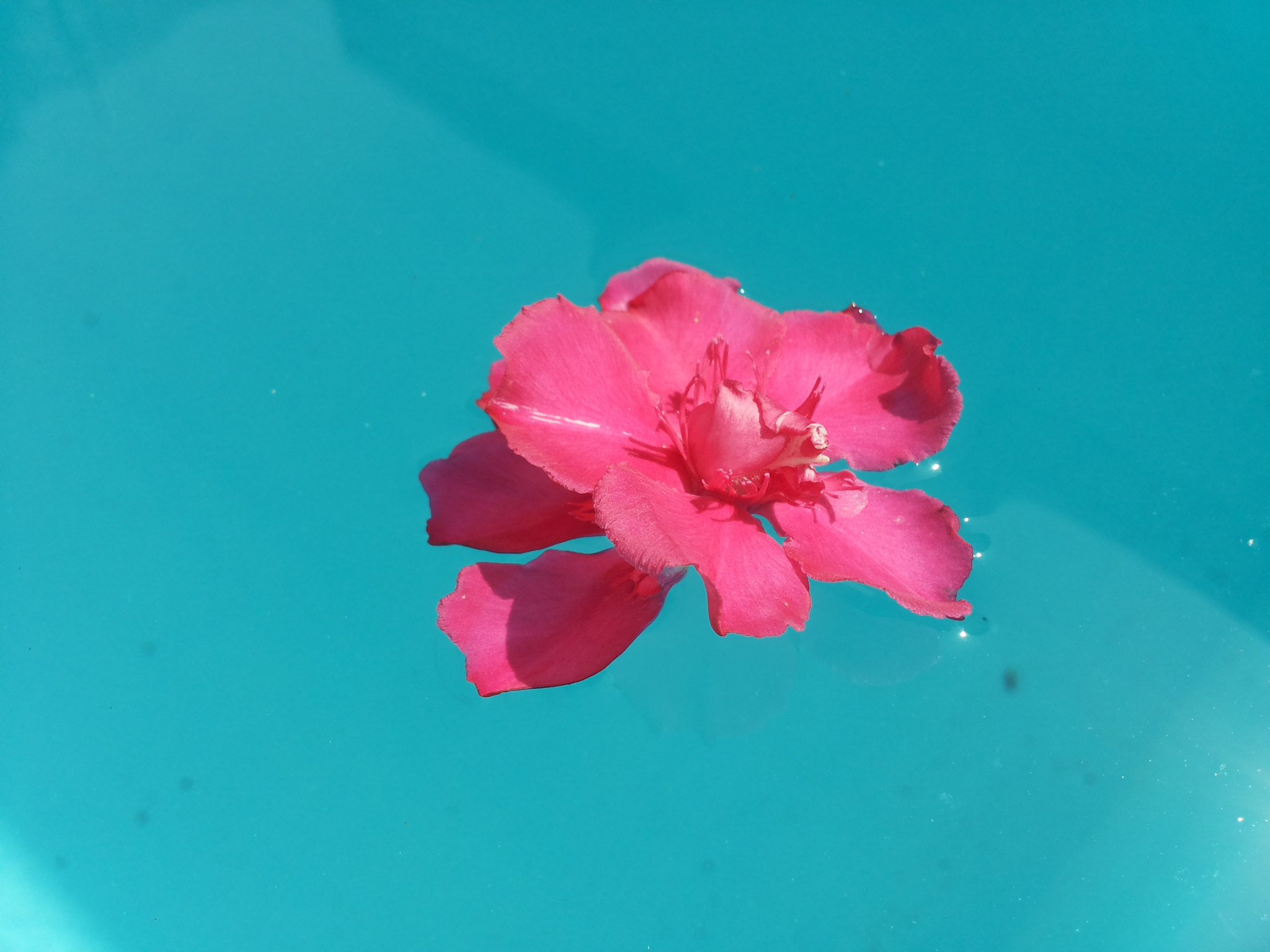 Samsung Galaxy S2 Plus sample photo. Blossom photography