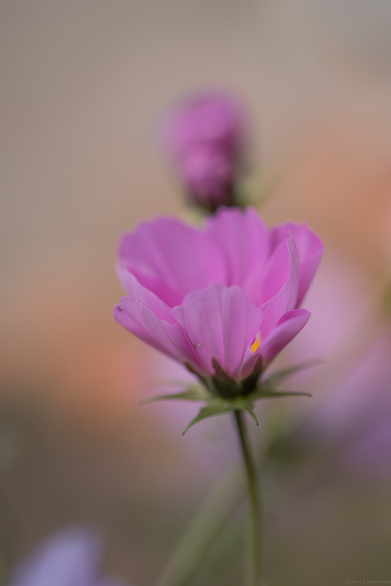 Sigma 105mm F2.8 EX DG OS HSM sample photo. Fleurs d'automne photography
