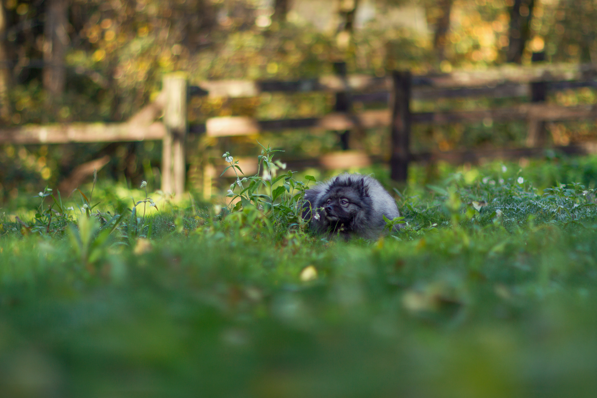 Canon EOS 7D + Canon EF 85mm F1.2L II USM sample photo. Mocha photography