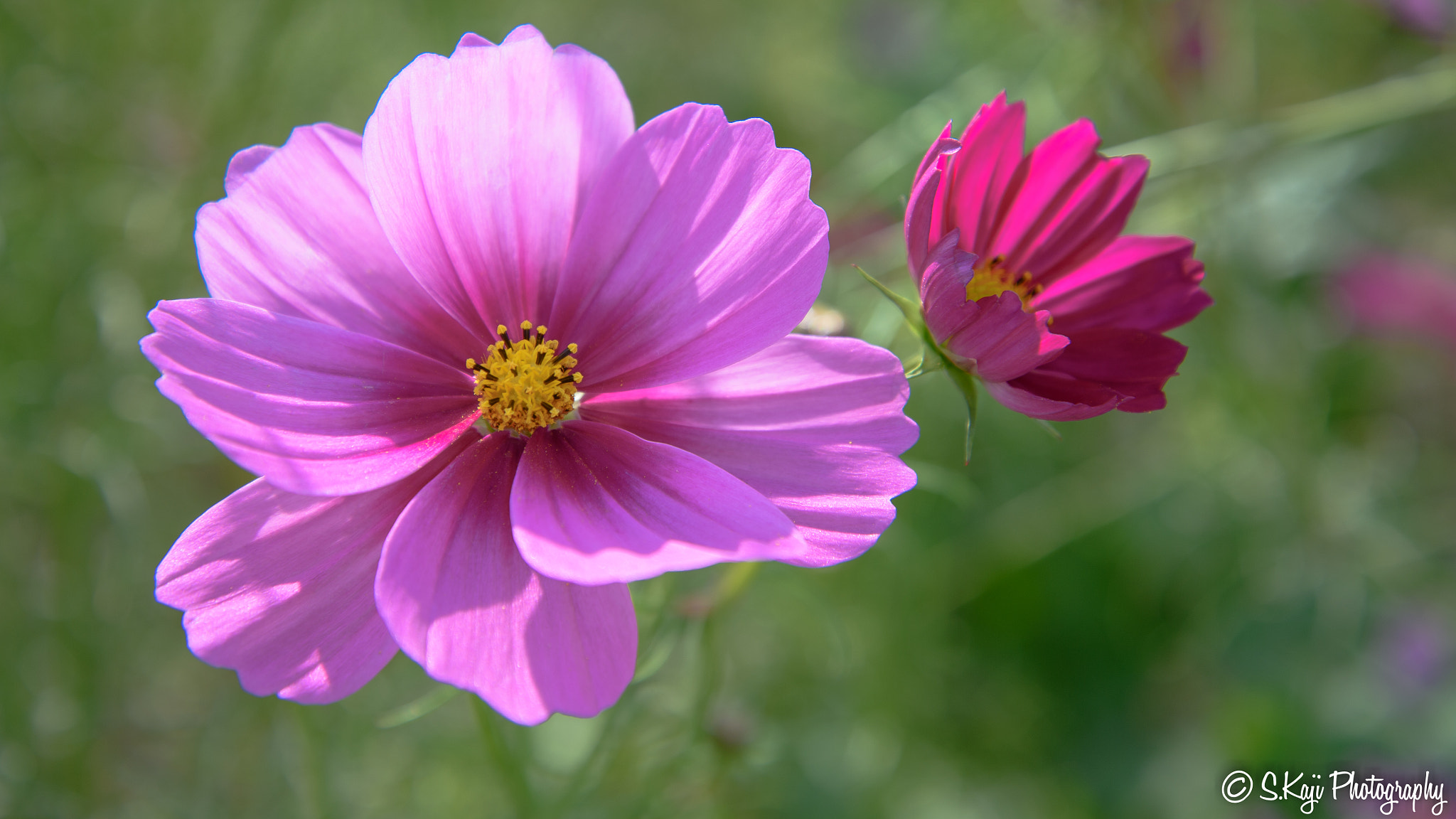 Nikon Df sample photo. Cosmos (pink!) photography