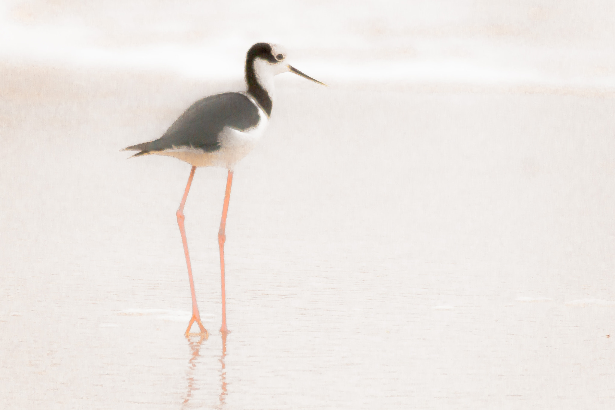 Sigma 150-500mm F5-6.3 DG OS HSM sample photo. Perrito photography