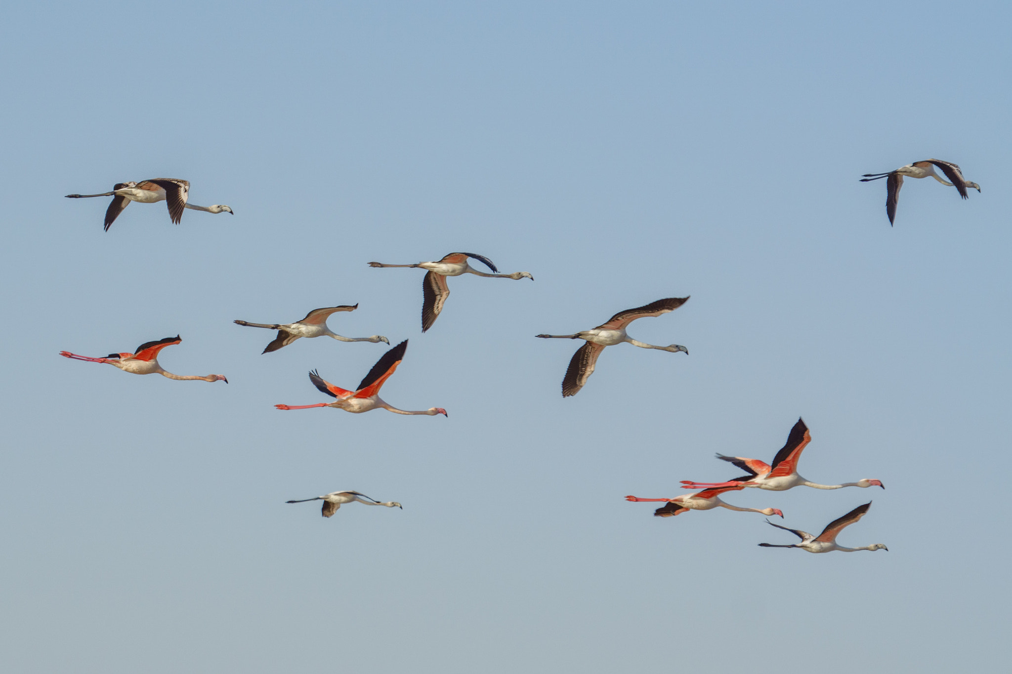 Sony FE 70-300mm F4.5-5.6 G OSS sample photo. Flamingos eilat photography