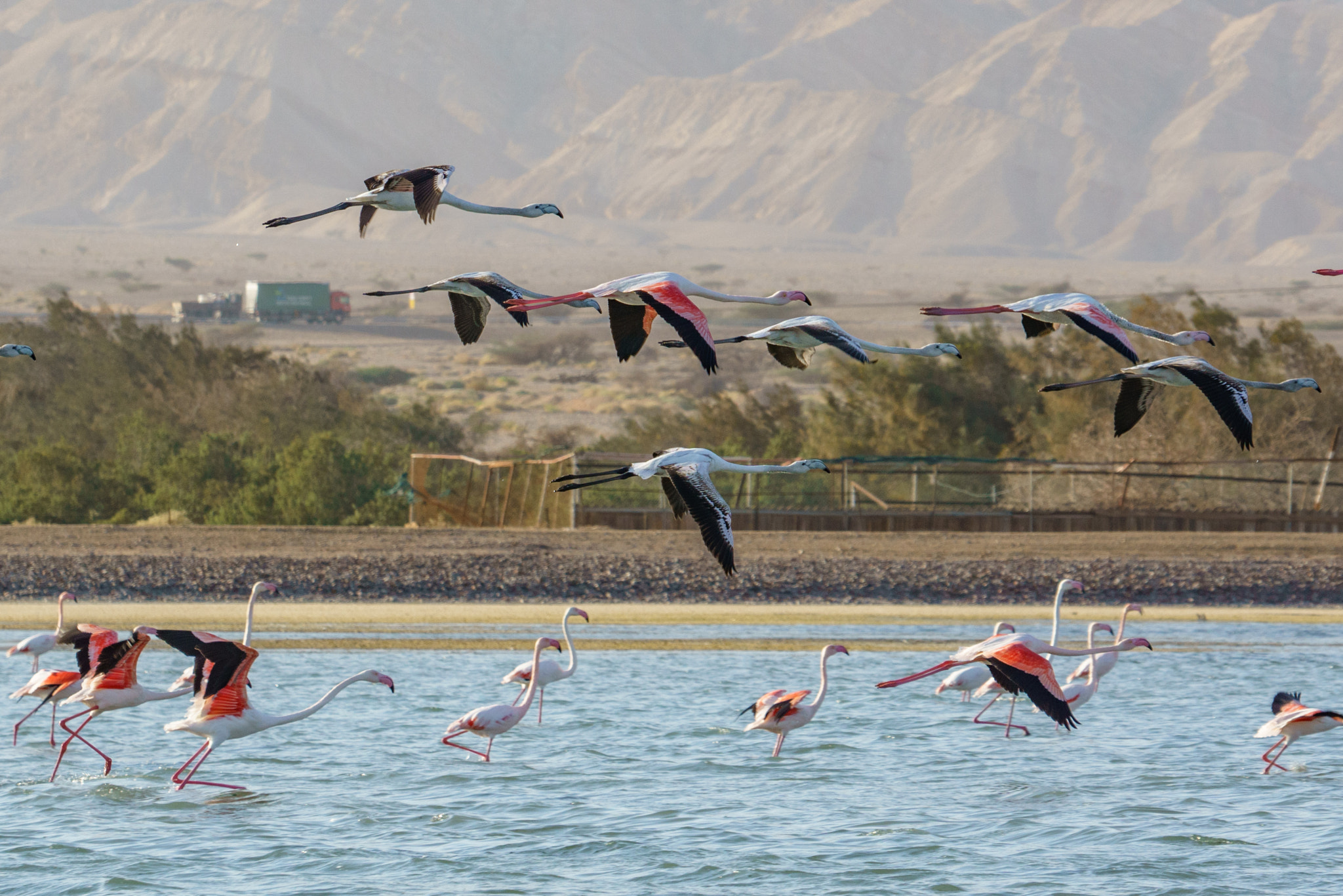 Sony FE 70-300mm F4.5-5.6 G OSS sample photo. Flamingos eilat photography