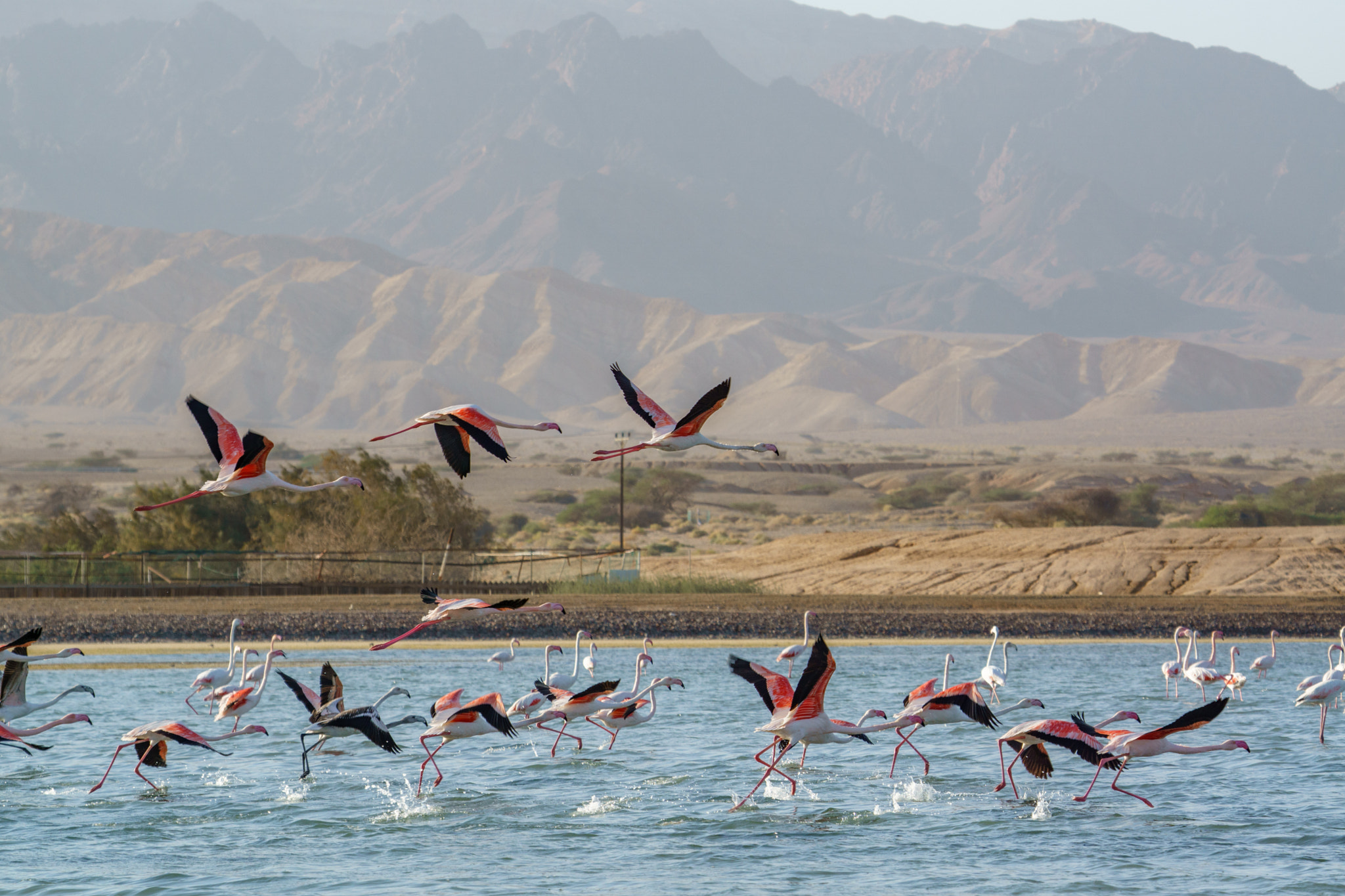 Sony FE 70-300mm F4.5-5.6 G OSS sample photo. Flamingos eilat photography