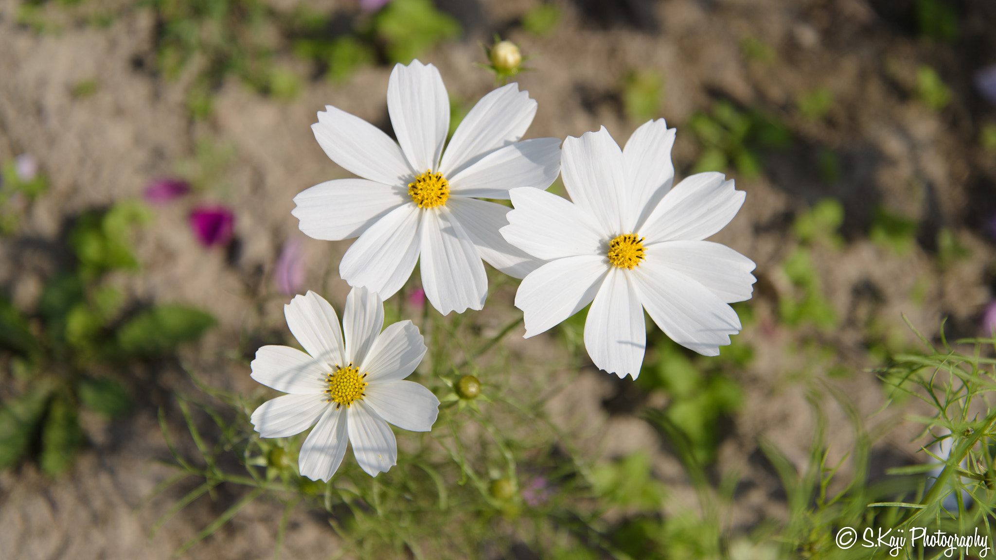 Nikon Df sample photo. Cosmos (white!) photography