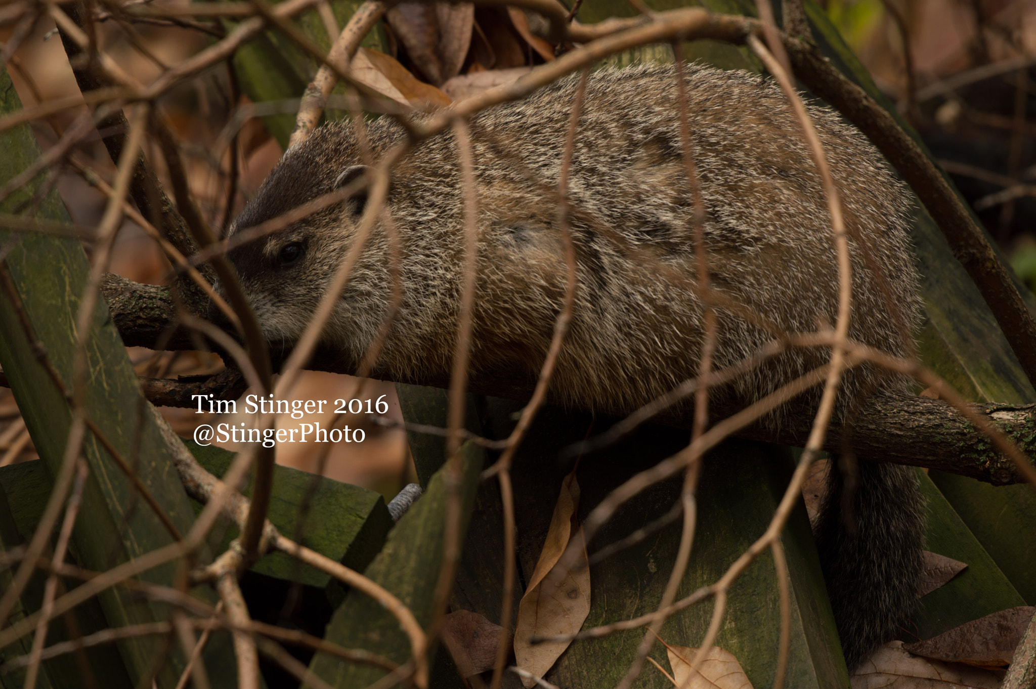Nikon AF-S Nikkor 200-500mm F5.6E ED VR sample photo. Sleepy woodchuck photography