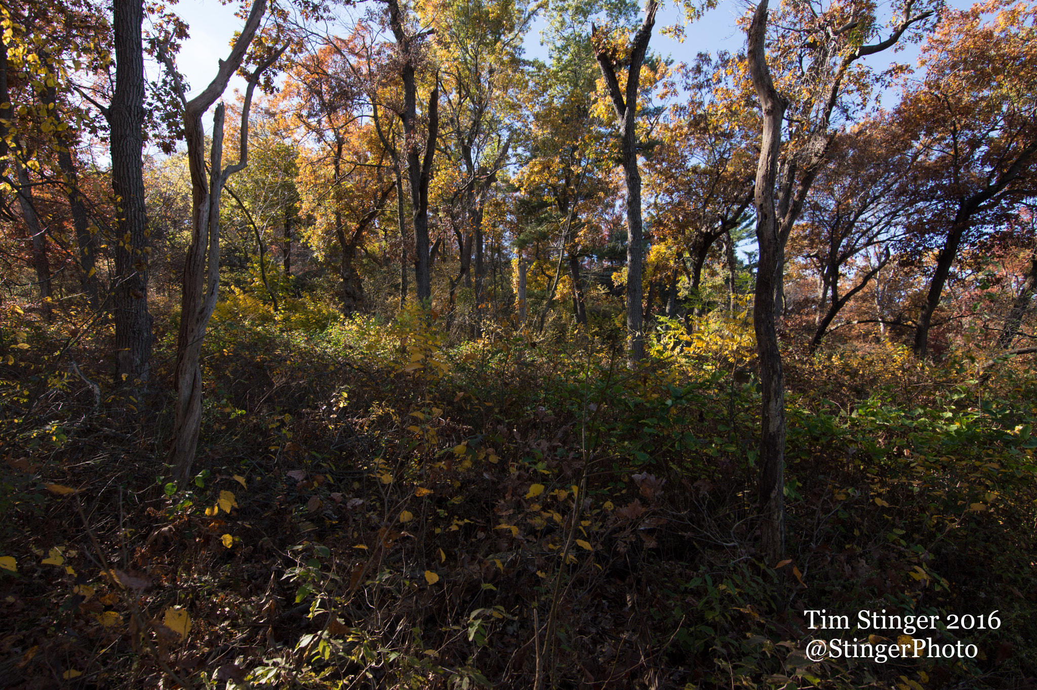 Nikon D3200 sample photo. Fall trees in the sun photography