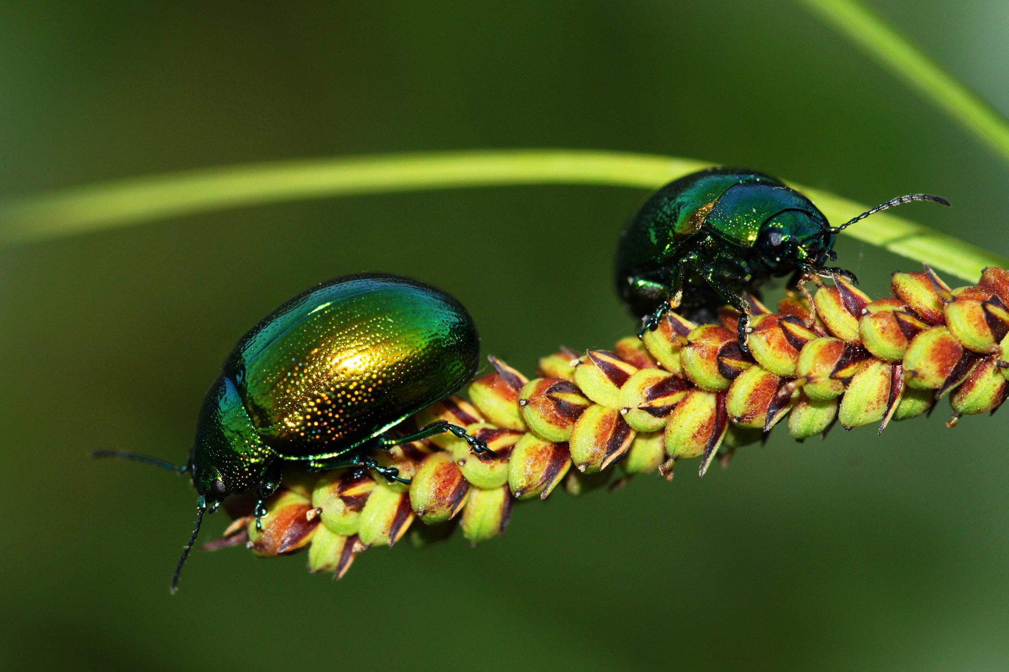 Canon EF 100mm F2.8 Macro USM sample photo. Golden green photography