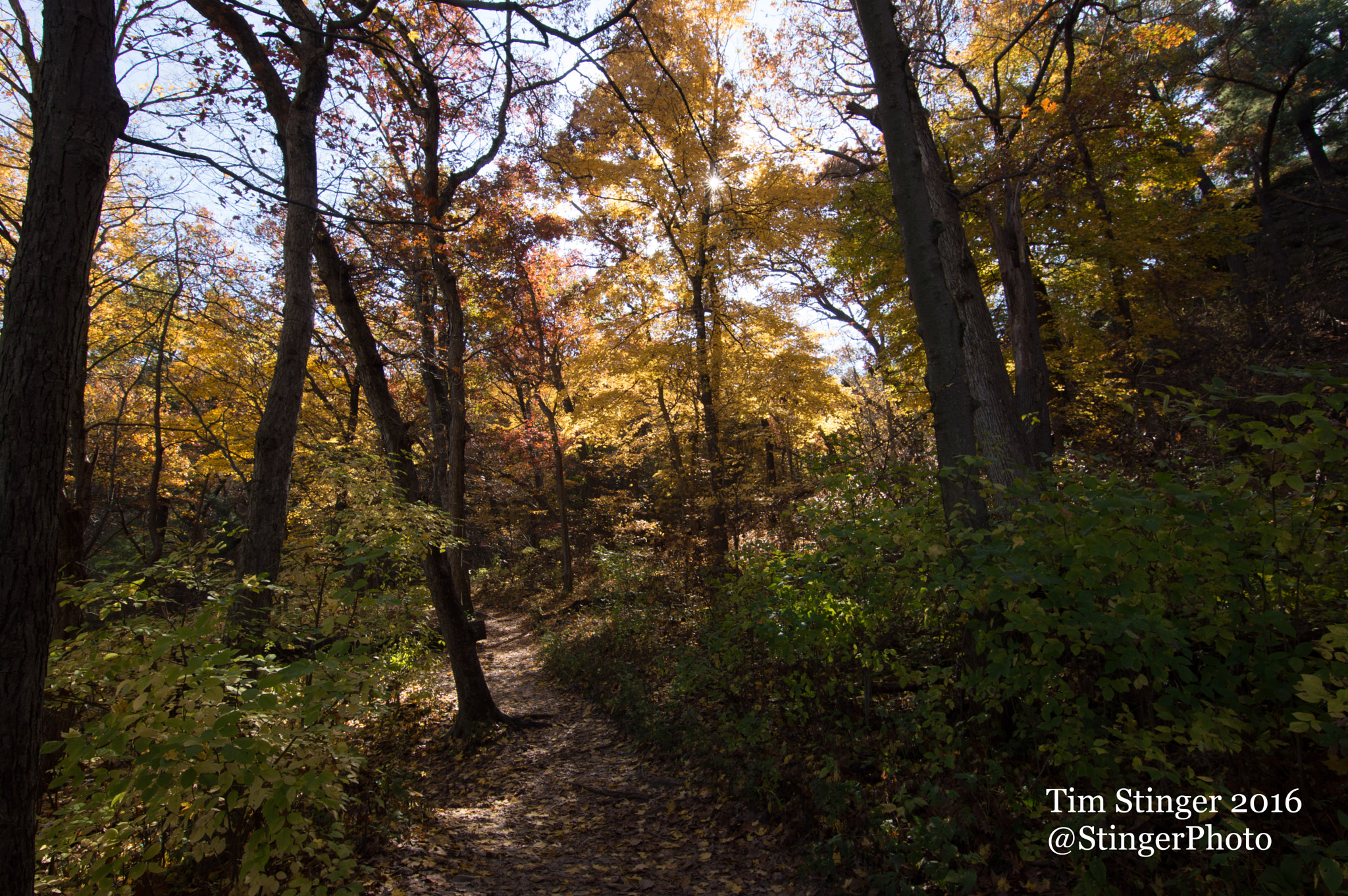 Nikon D3200 sample photo. Bright fall trees in the sun photography