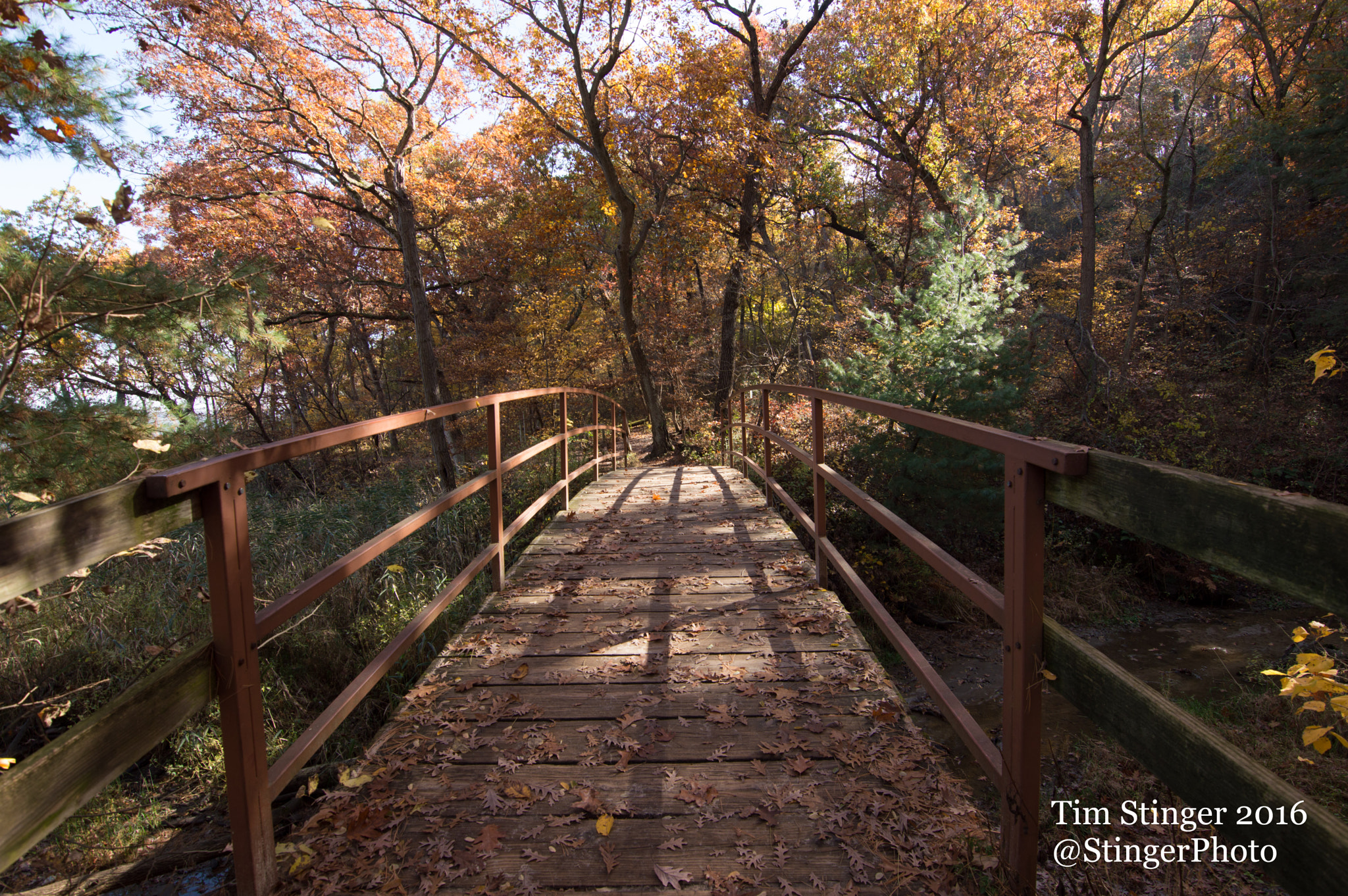 Nikon D3200 sample photo. Tree shadows dancing on a bridge photography