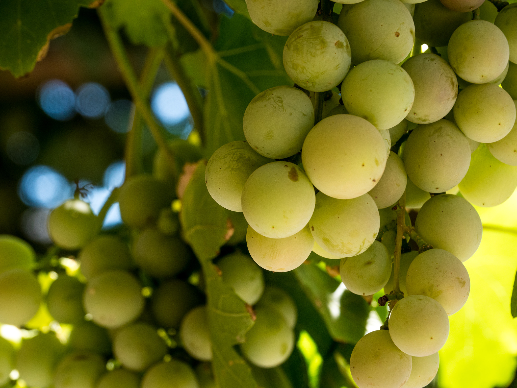 Olympus OM-D E-M5 II sample photo. Hanging grapes photography