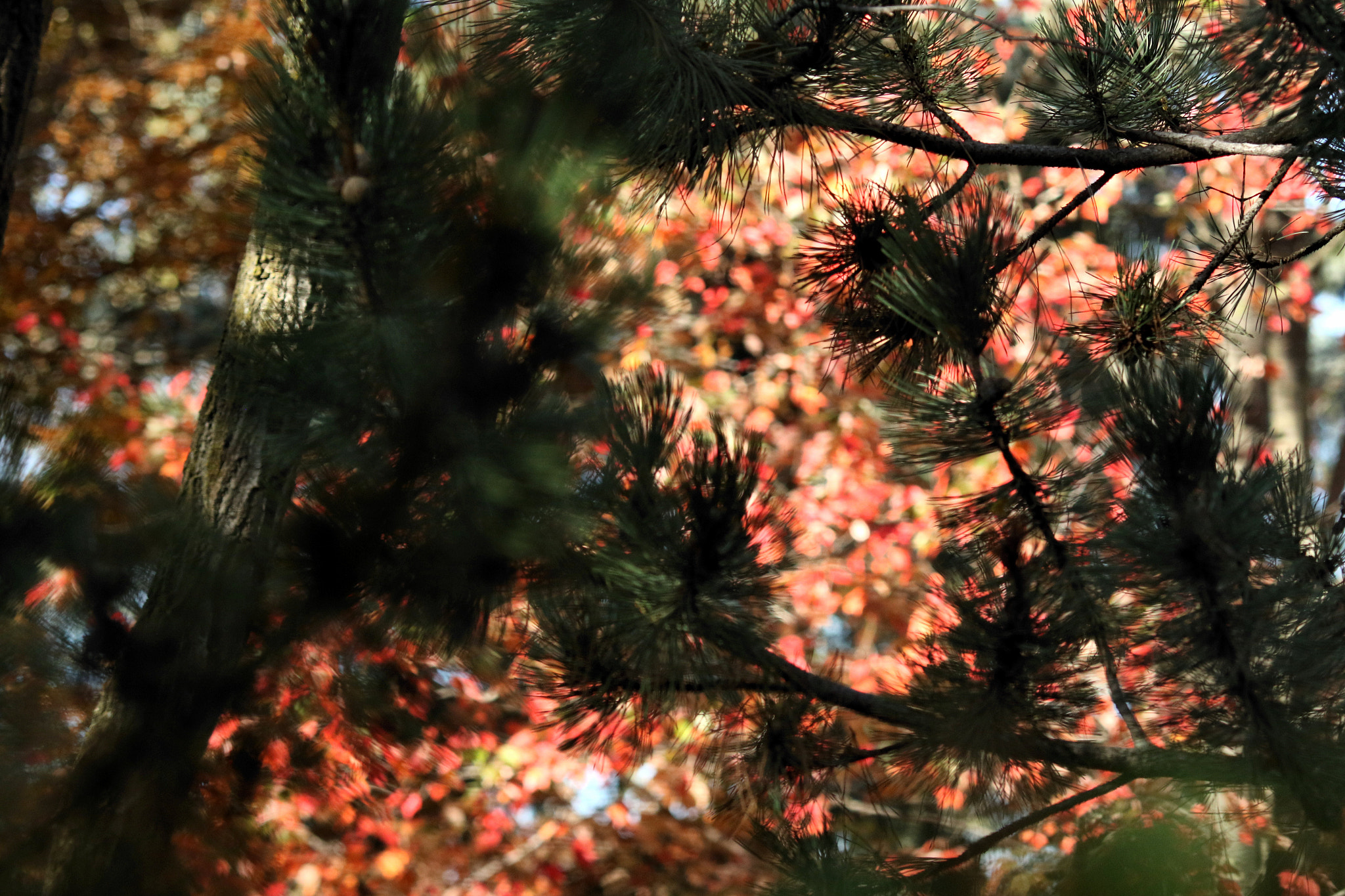 Canon EOS 7D Mark II + Canon EF 135mm F2L USM sample photo. November story photography