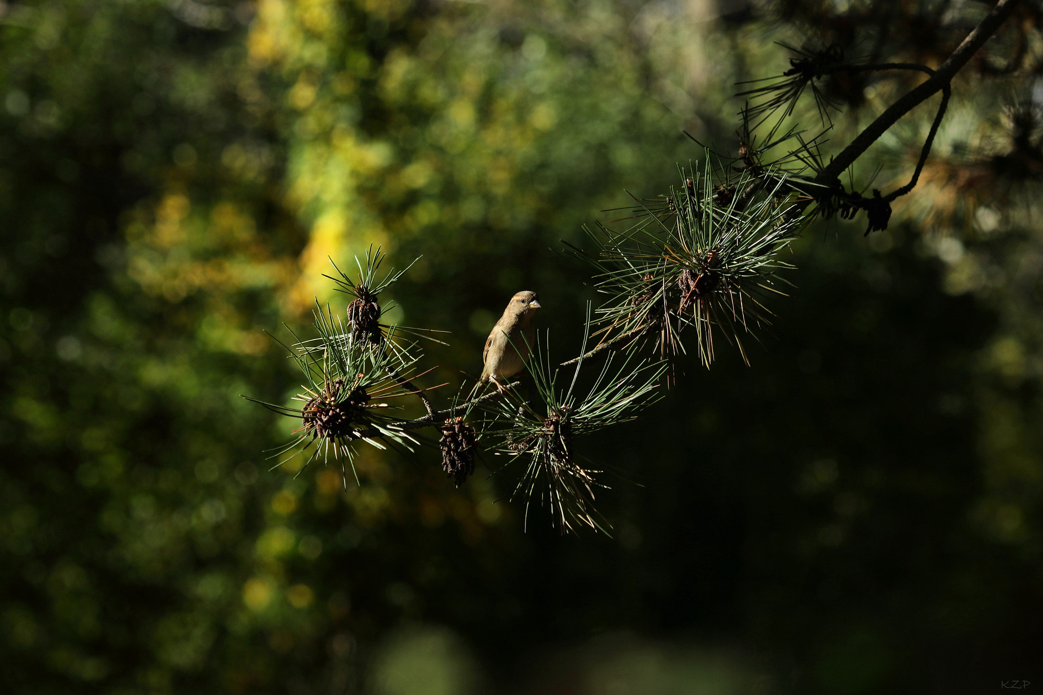 Canon EOS 7D Mark II + Canon EF 135mm F2L USM sample photo. Jpgz photography