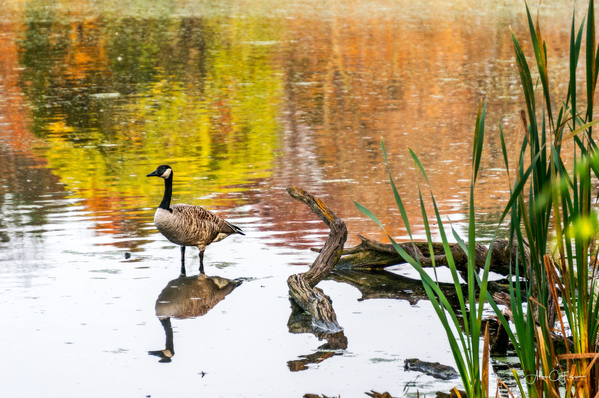 Sony Alpha NEX-6 + Sony E 55-210mm F4.5-6.3 OSS sample photo. Canadian goose bathed in fall colors photography