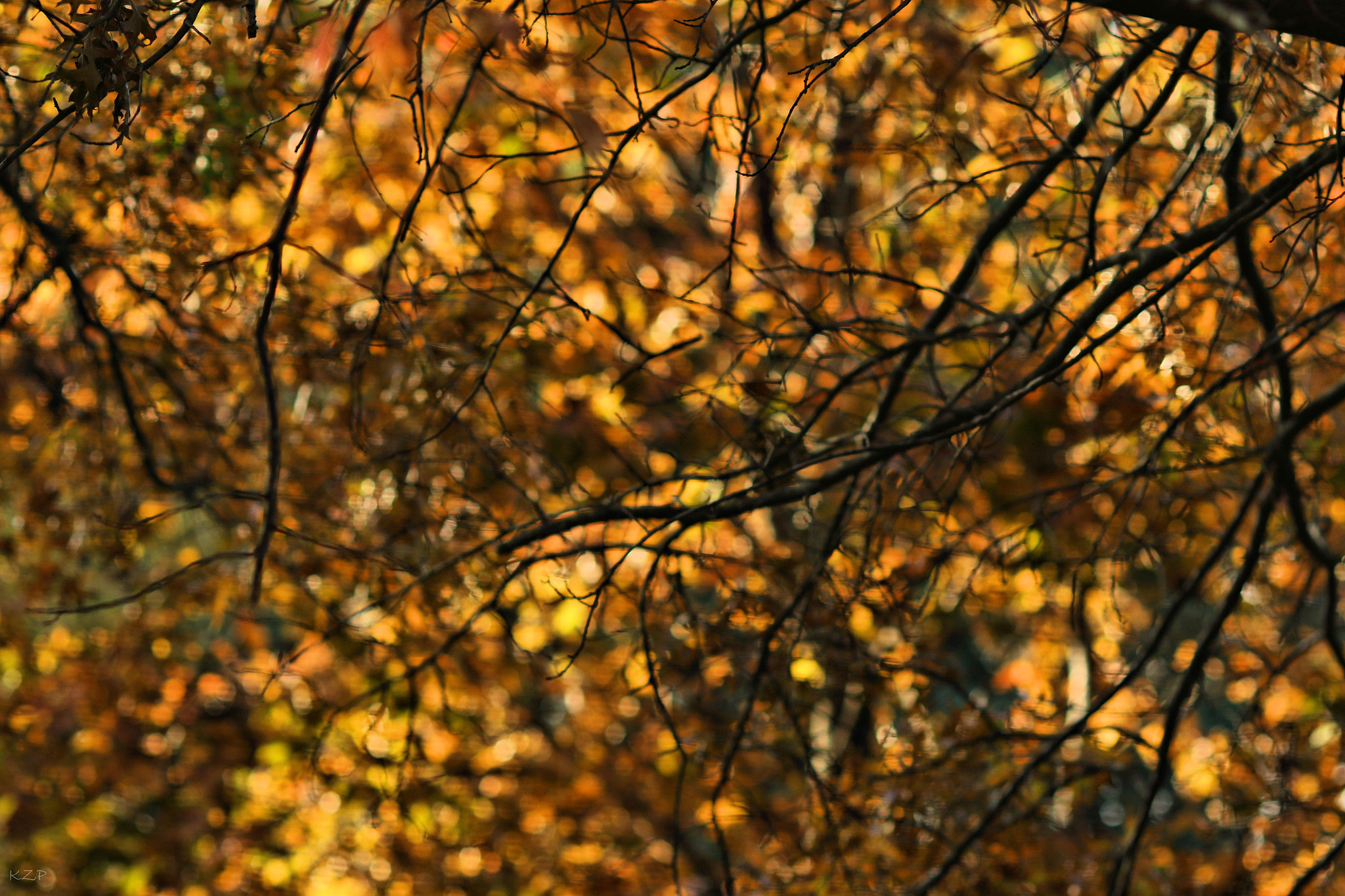 Canon EOS 7D Mark II + Canon EF 135mm F2L USM sample photo. November photography