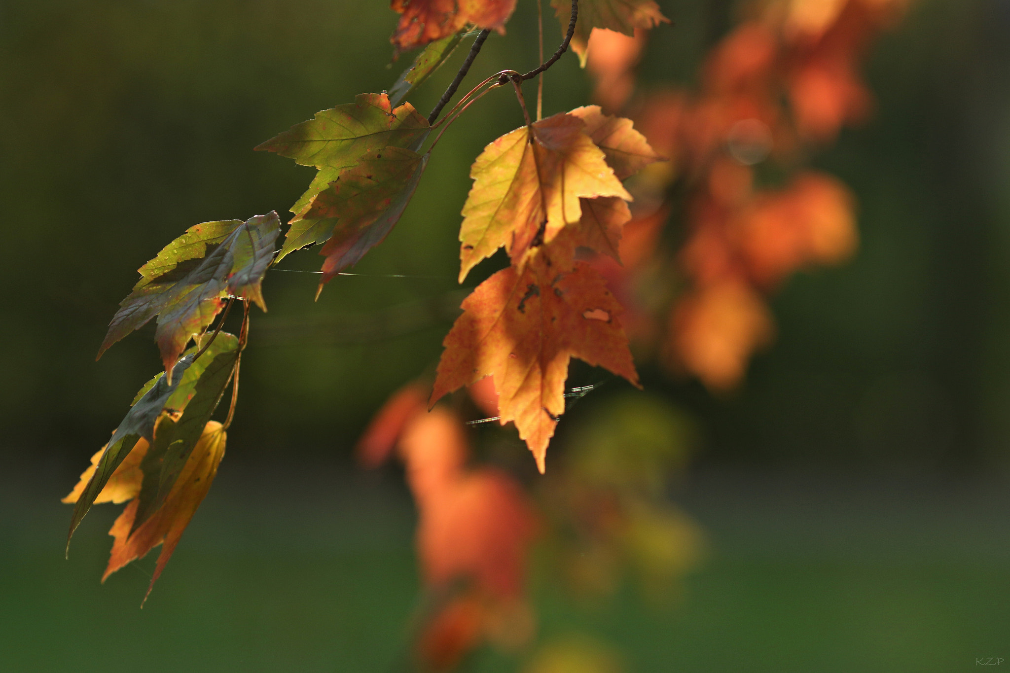 Canon EOS 7D Mark II + Canon EF 135mm F2L USM sample photo. November photography