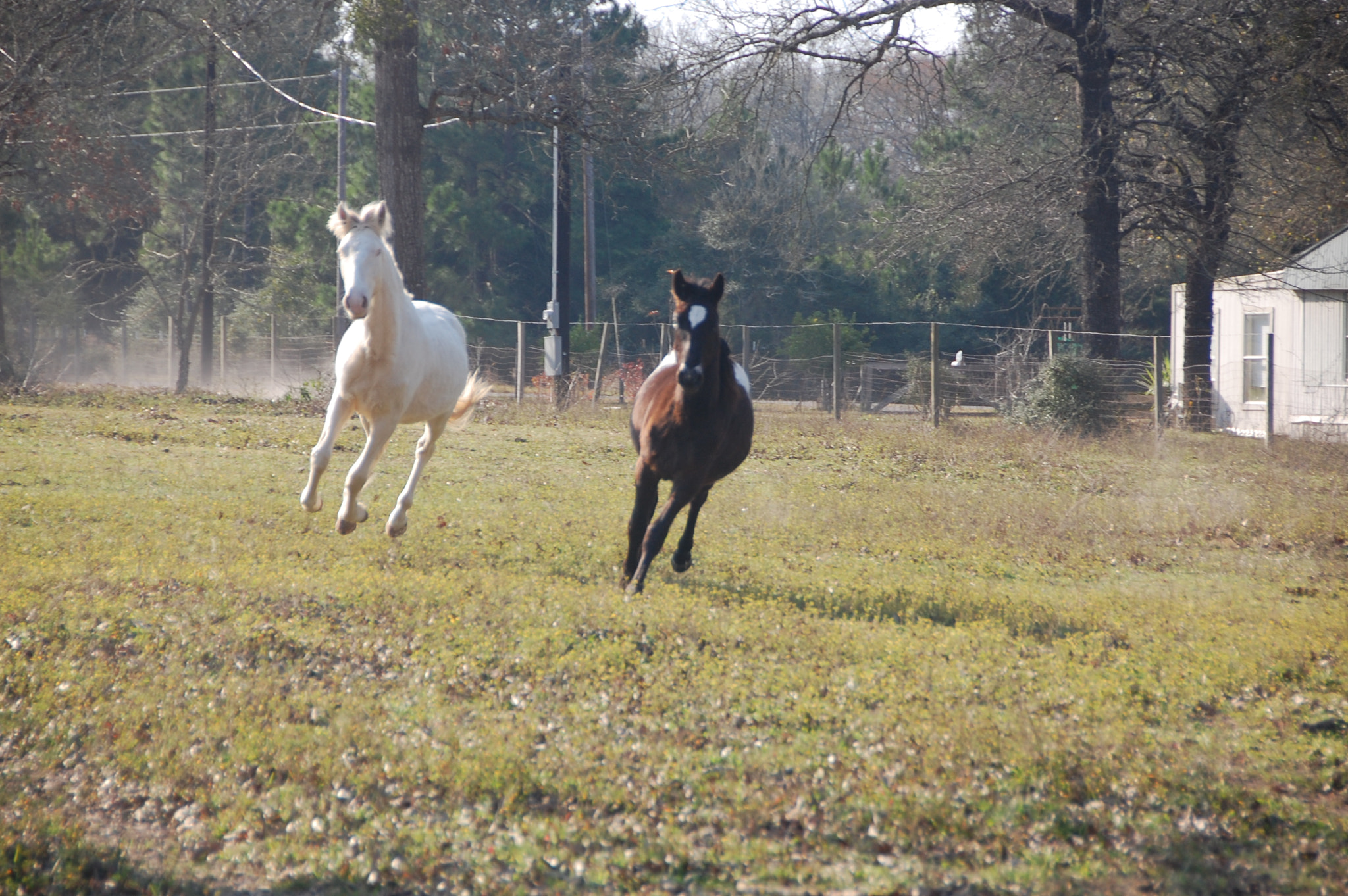 Nikon D40 sample photo. Running wild photography