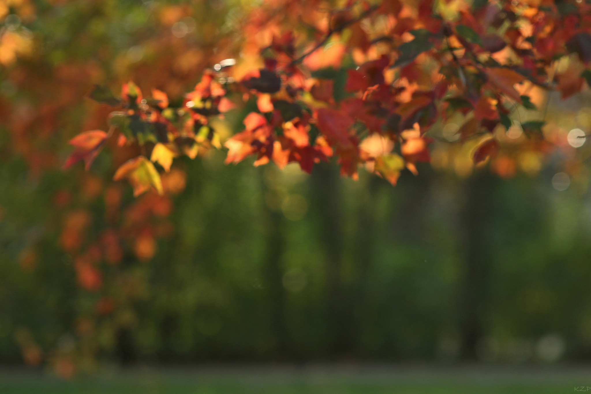 Canon EOS 7D Mark II + Canon EF 135mm F2L USM sample photo. November photography
