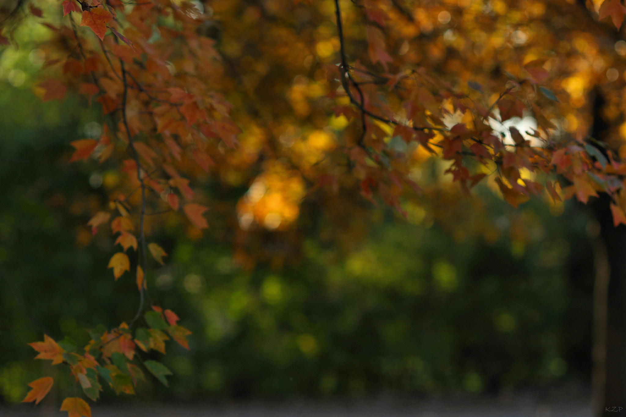 Canon EOS 7D Mark II + Canon EF 135mm F2L USM sample photo. November photography