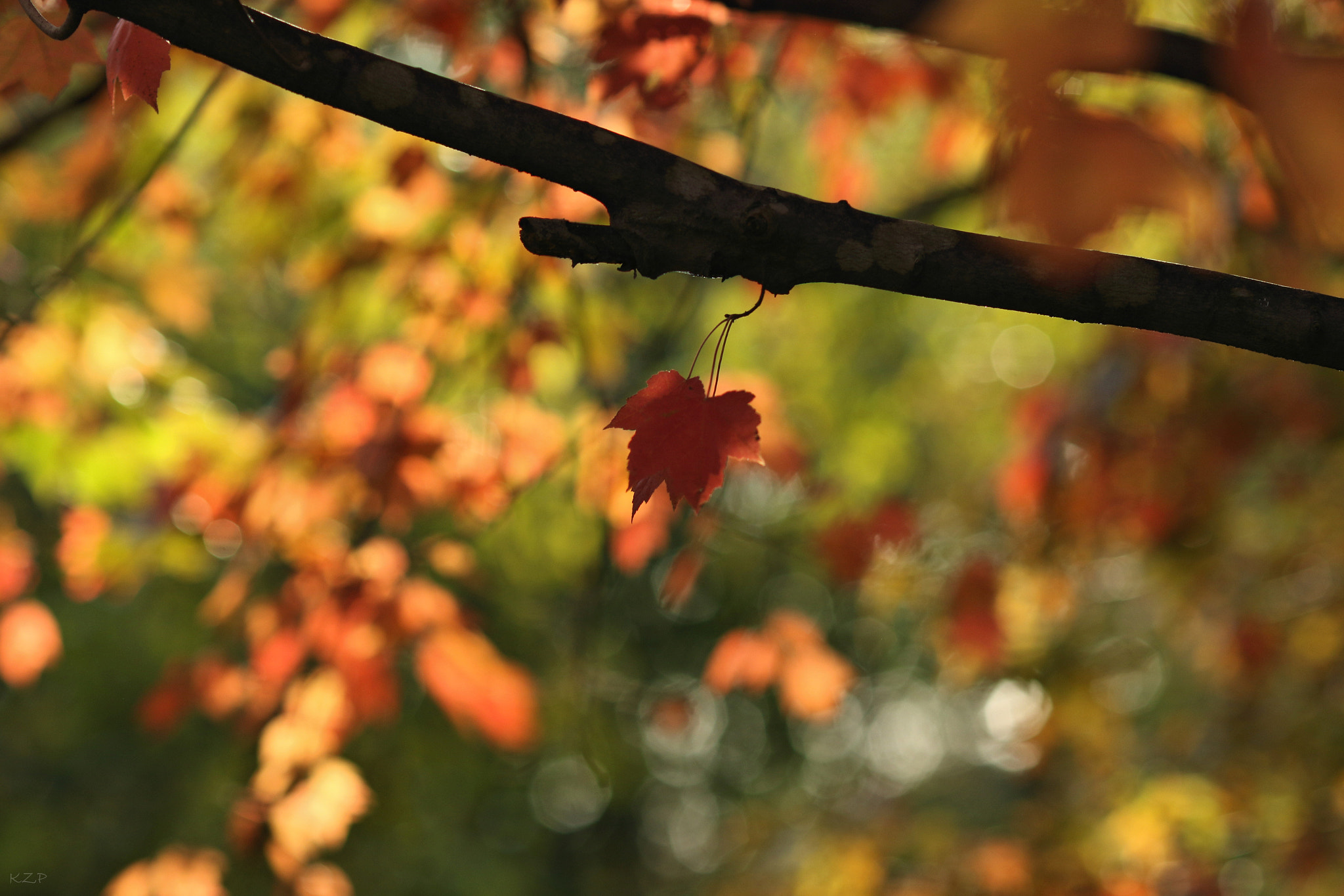 Canon EOS 7D Mark II + Canon EF 135mm F2L USM sample photo. November photography