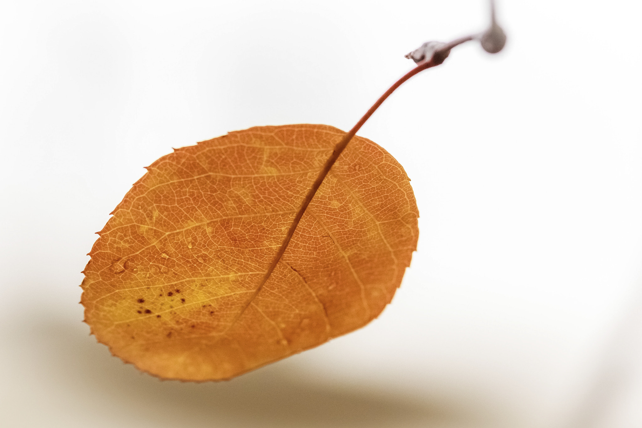 Canon EF 100mm F2.8L Macro IS USM sample photo. Suspended orange leaf photography