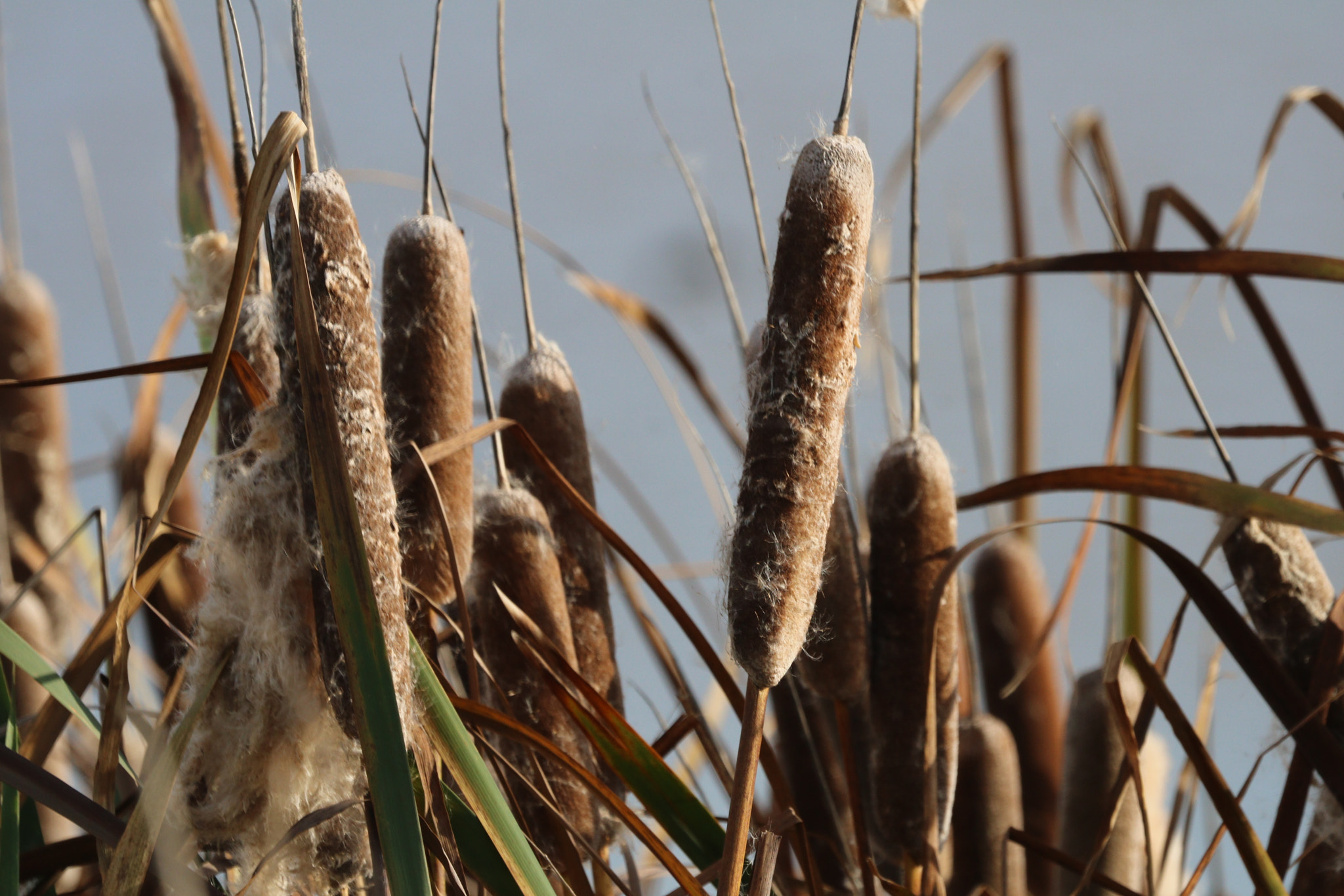 Canon EOS 760D (EOS Rebel T6s / EOS 8000D) sample photo. Cattails in wildlife sanctuary photography