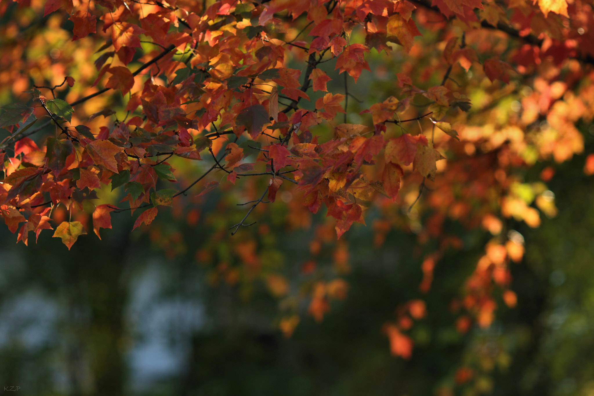 Canon EOS 7D Mark II + Canon EF 135mm F2L USM sample photo. November photography