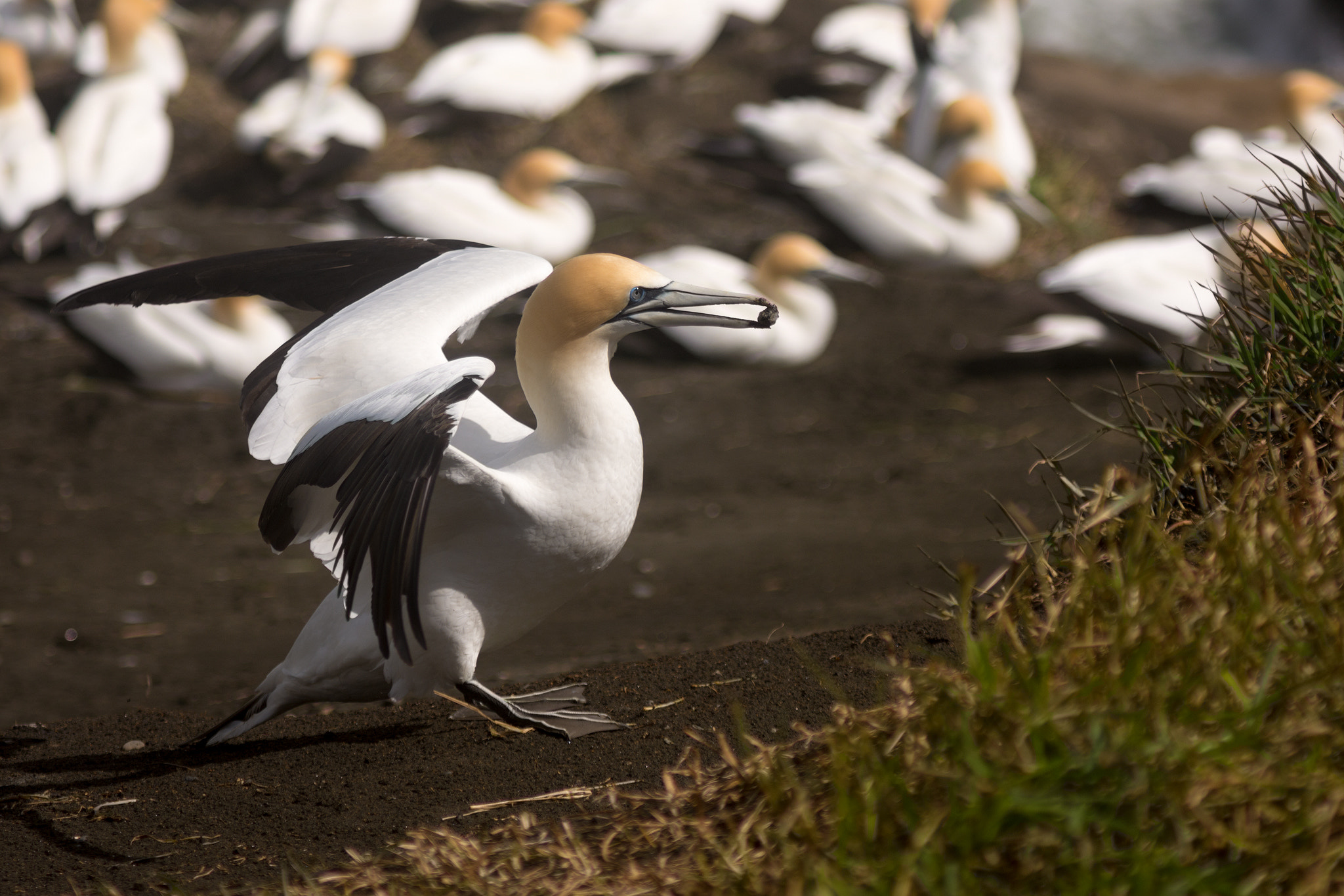 Nikon D7200 + AF Zoom-Nikkor 75-300mm f/4.5-5.6 sample photo. Muriwai gannet colony, auckland, new zealand photography