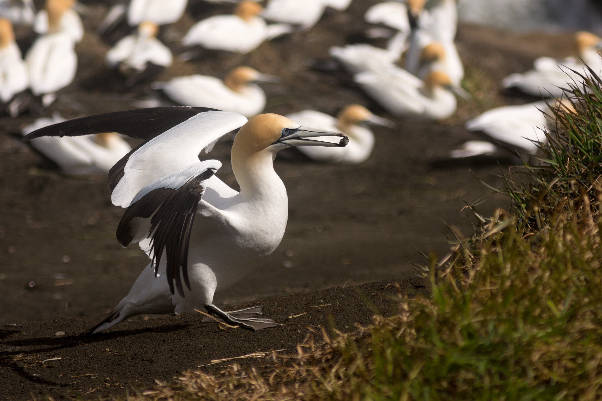 AF Zoom-Nikkor 75-300mm f/4.5-5.6 sample photo. Muriwai gannet colony, auckland, new zealand photography