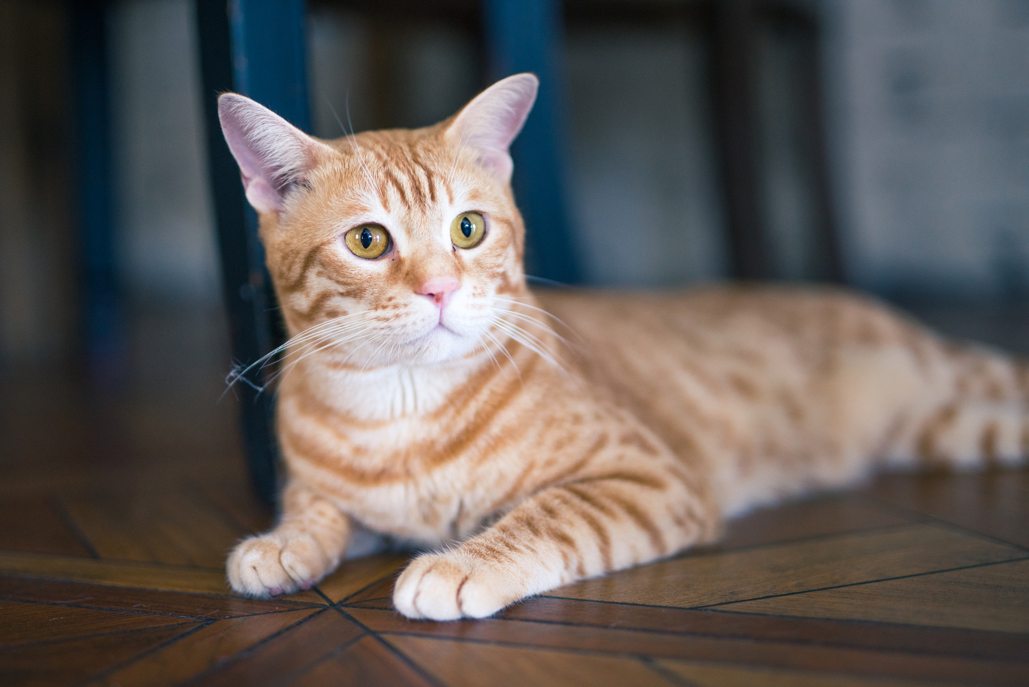 Sony a7R + Sigma 50mm F1.4 EX DG HSM sample photo. Cat photography