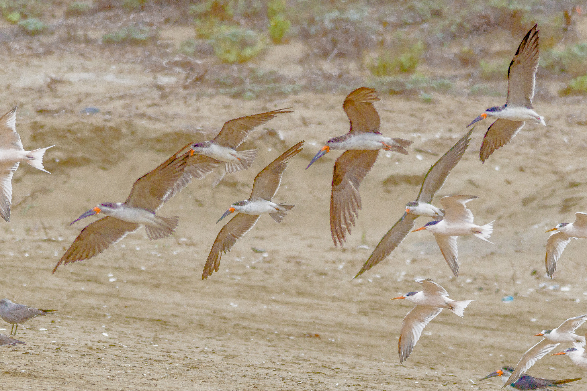 Sigma 150-500mm F5-6.3 DG OS HSM sample photo. Rayadores photography